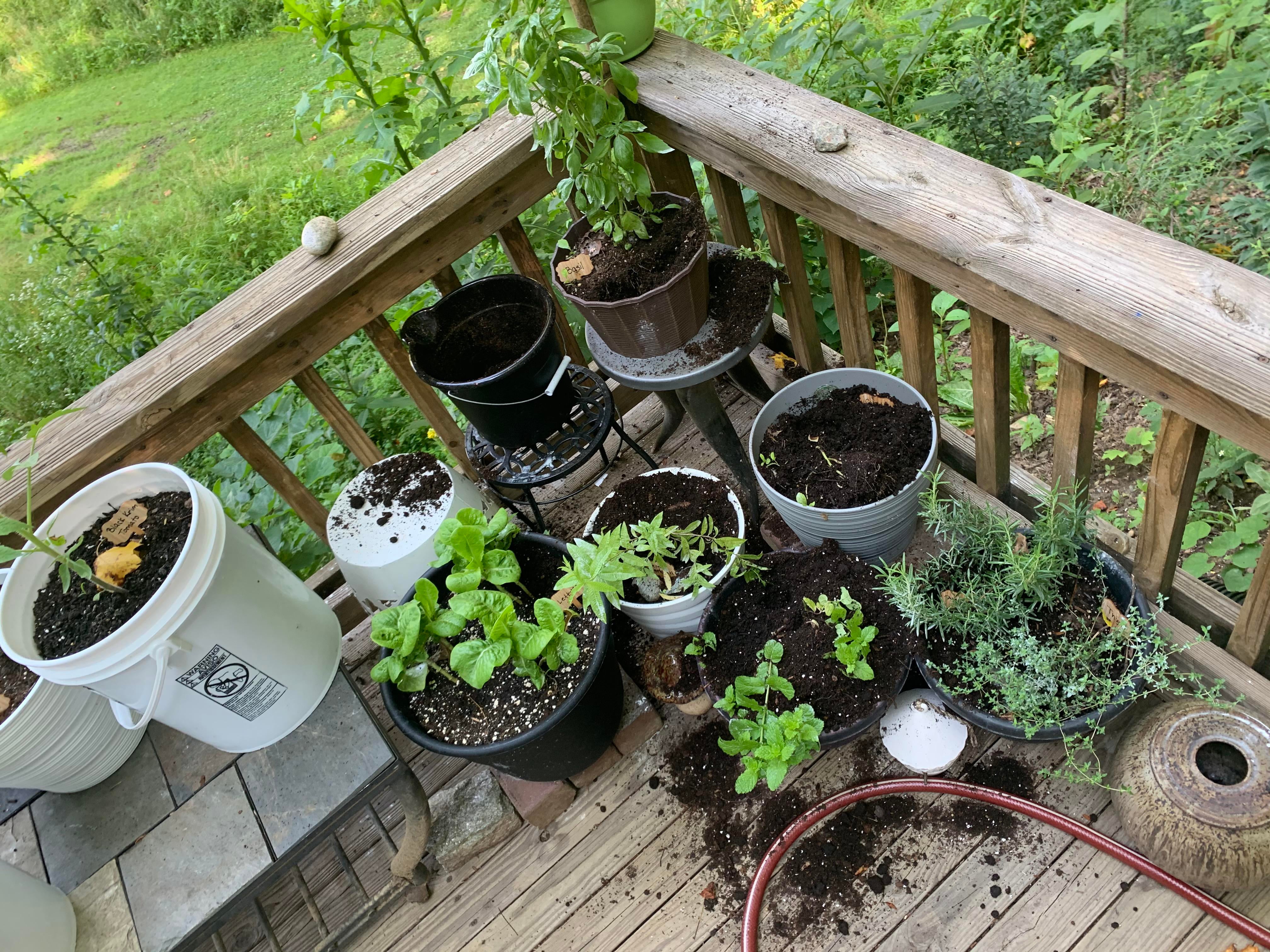 What to do about raccoons digging up my herbs? This is the third night