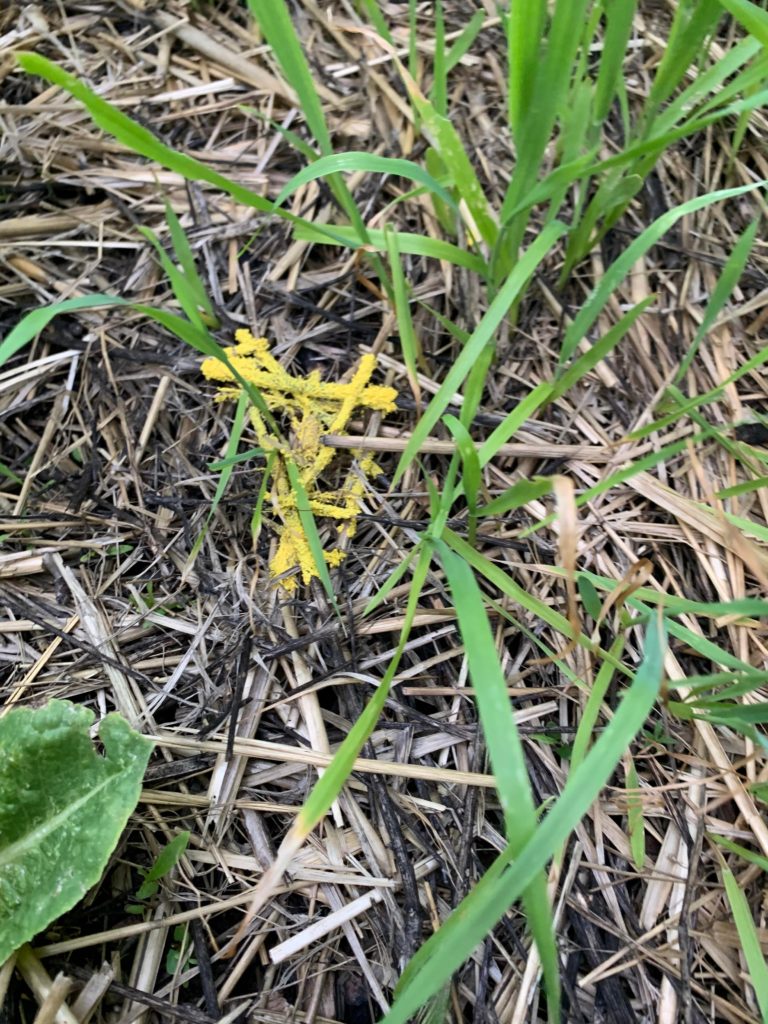 Any idea what this yellow stuff is?