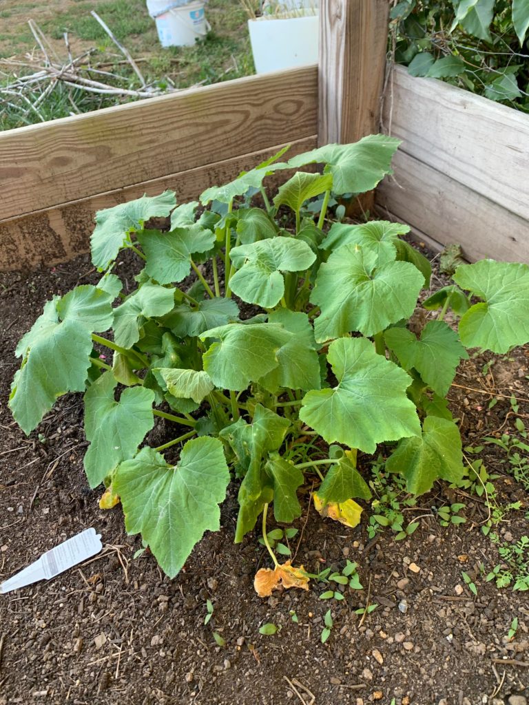 Is my squash plant okay? Why are the bottom leaves turning yellow?
