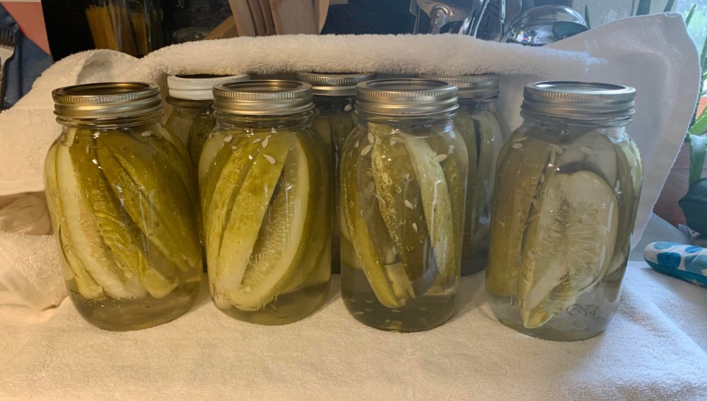 Canned pickles yesterday using cucumbers from our garden. (My grandma’s recipe)