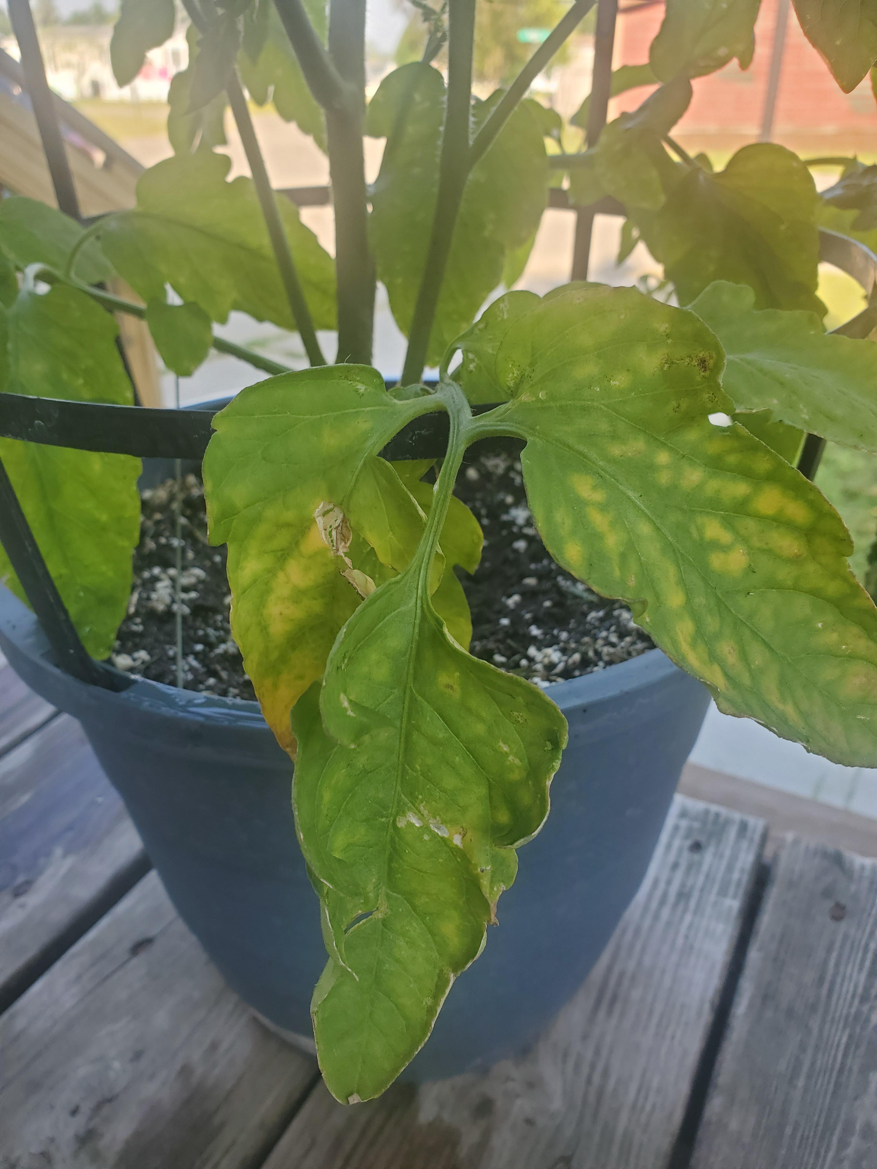 Lower leaves on tomato plant are developing yellow spots and gradually
