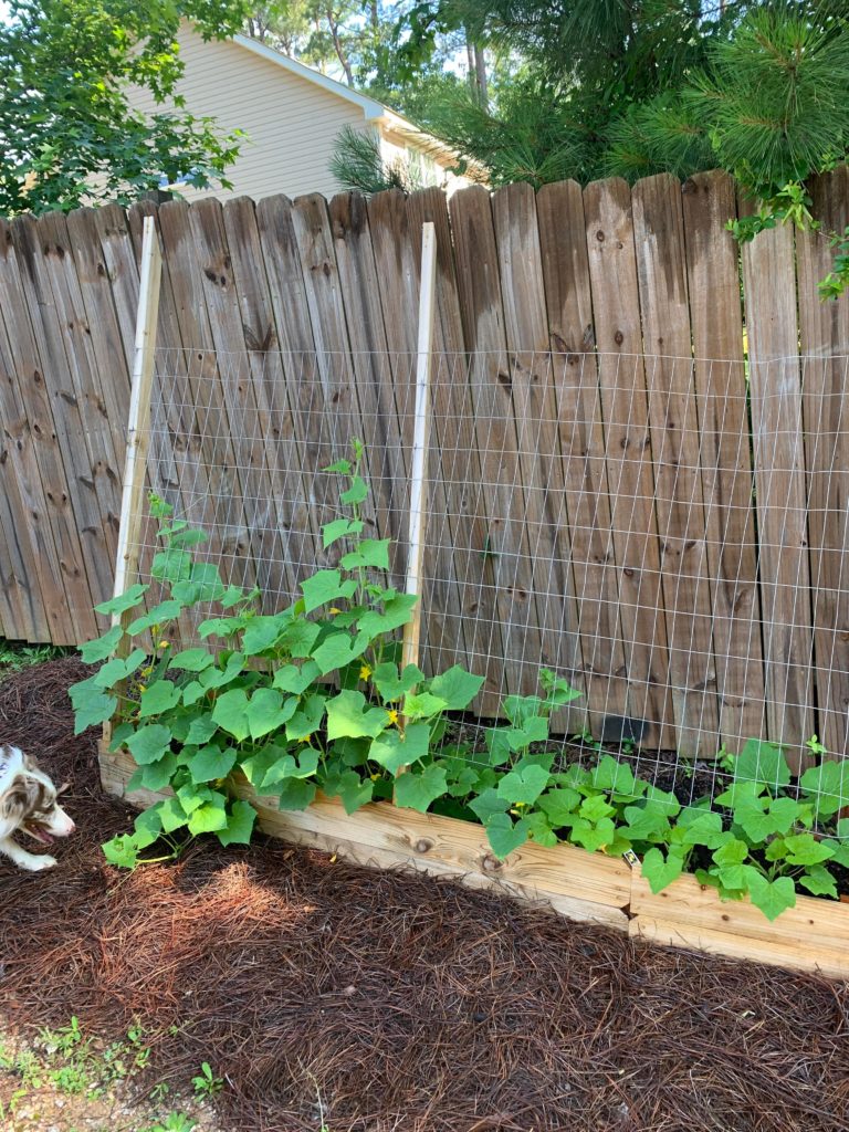 How to grow cucumbers up a privacy fence