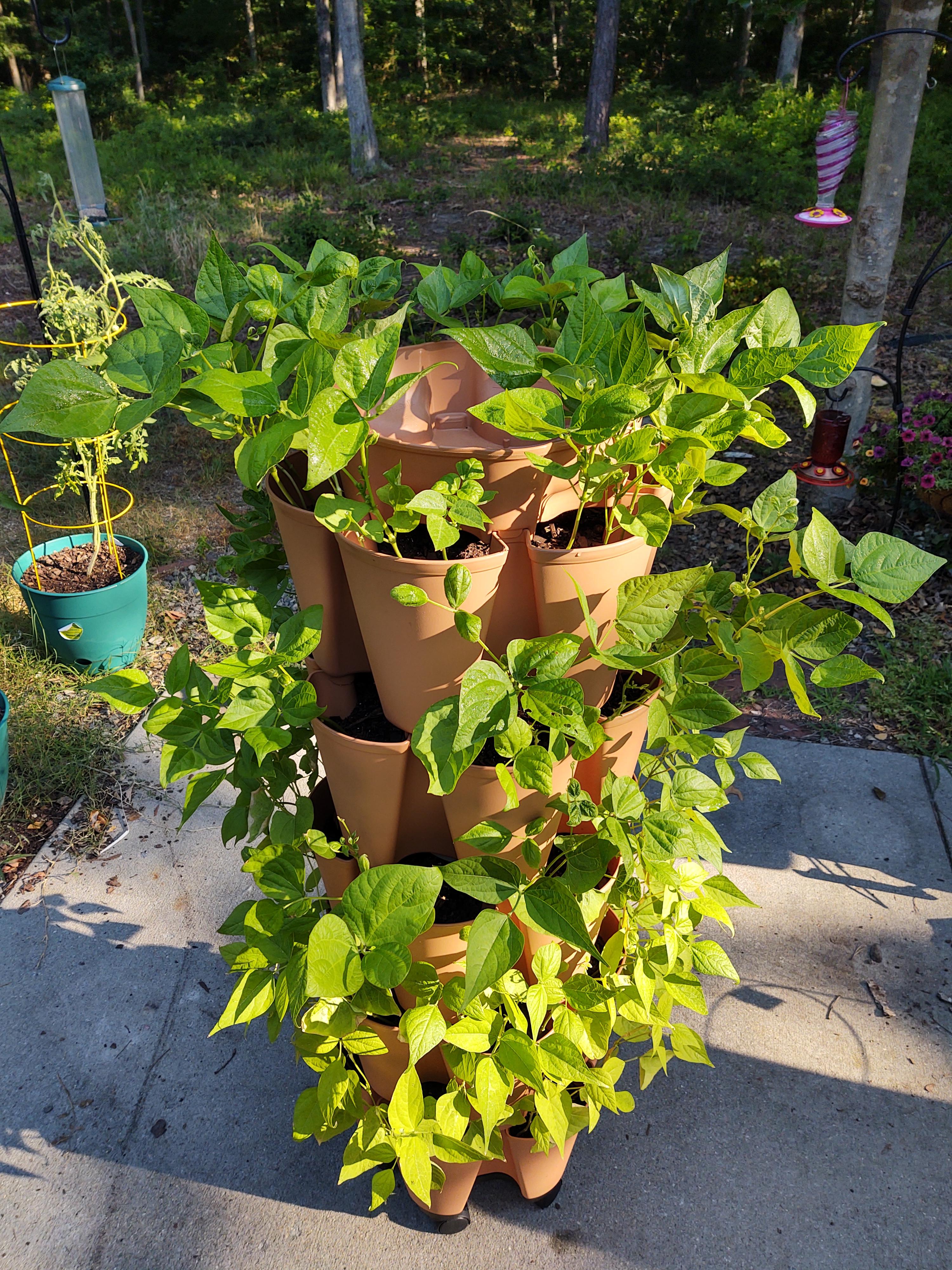 4 weeks today. Bush beans. These Greenstalk vertical planters are