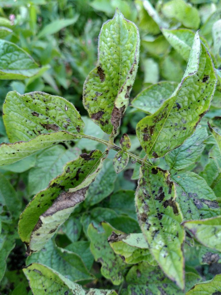 Are potatoes infected with blight (?) safe for human consumption?