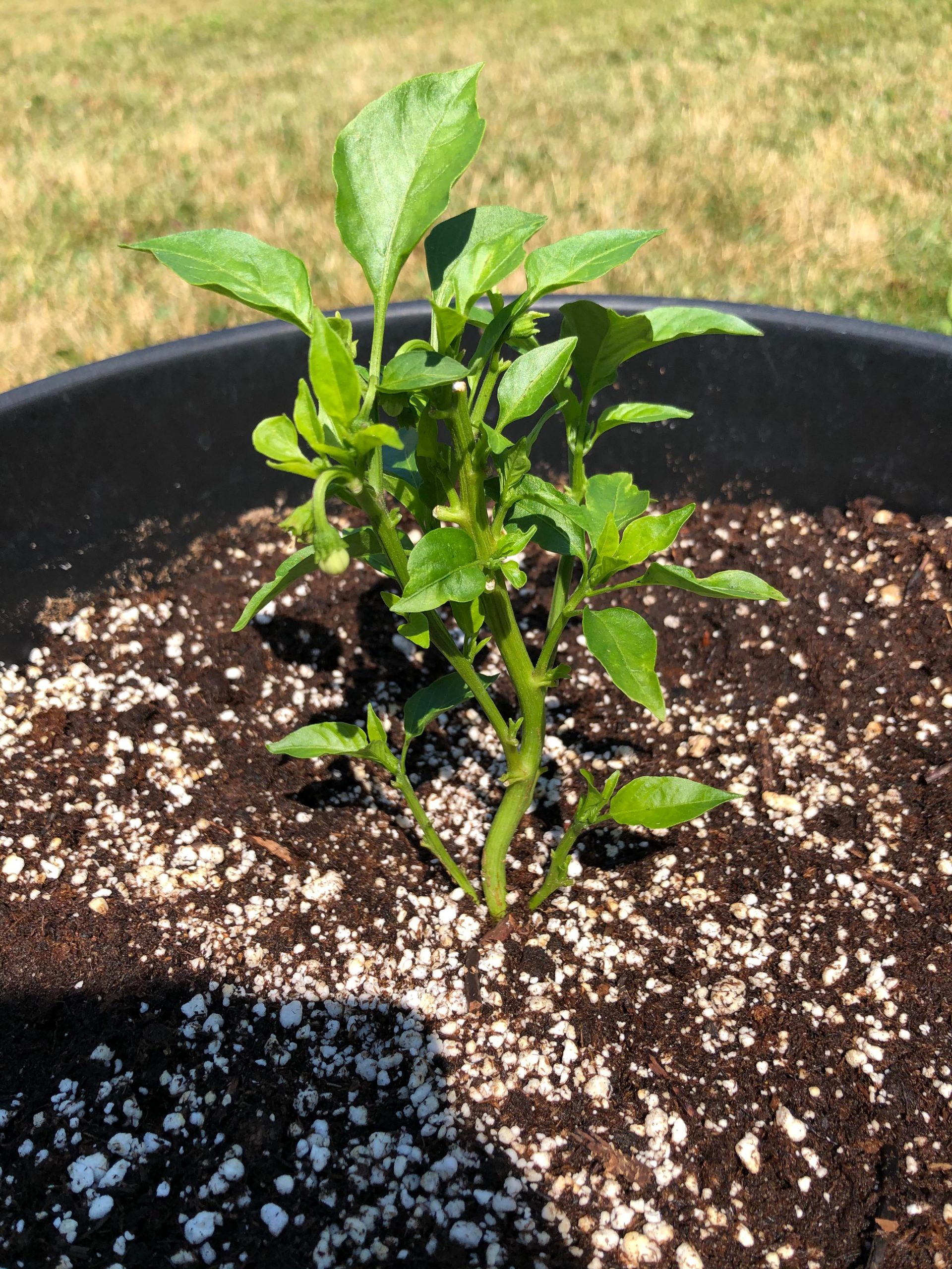 Pepper plant growing slowly, should I cut off the 2 lower branches? Dining and Cooking