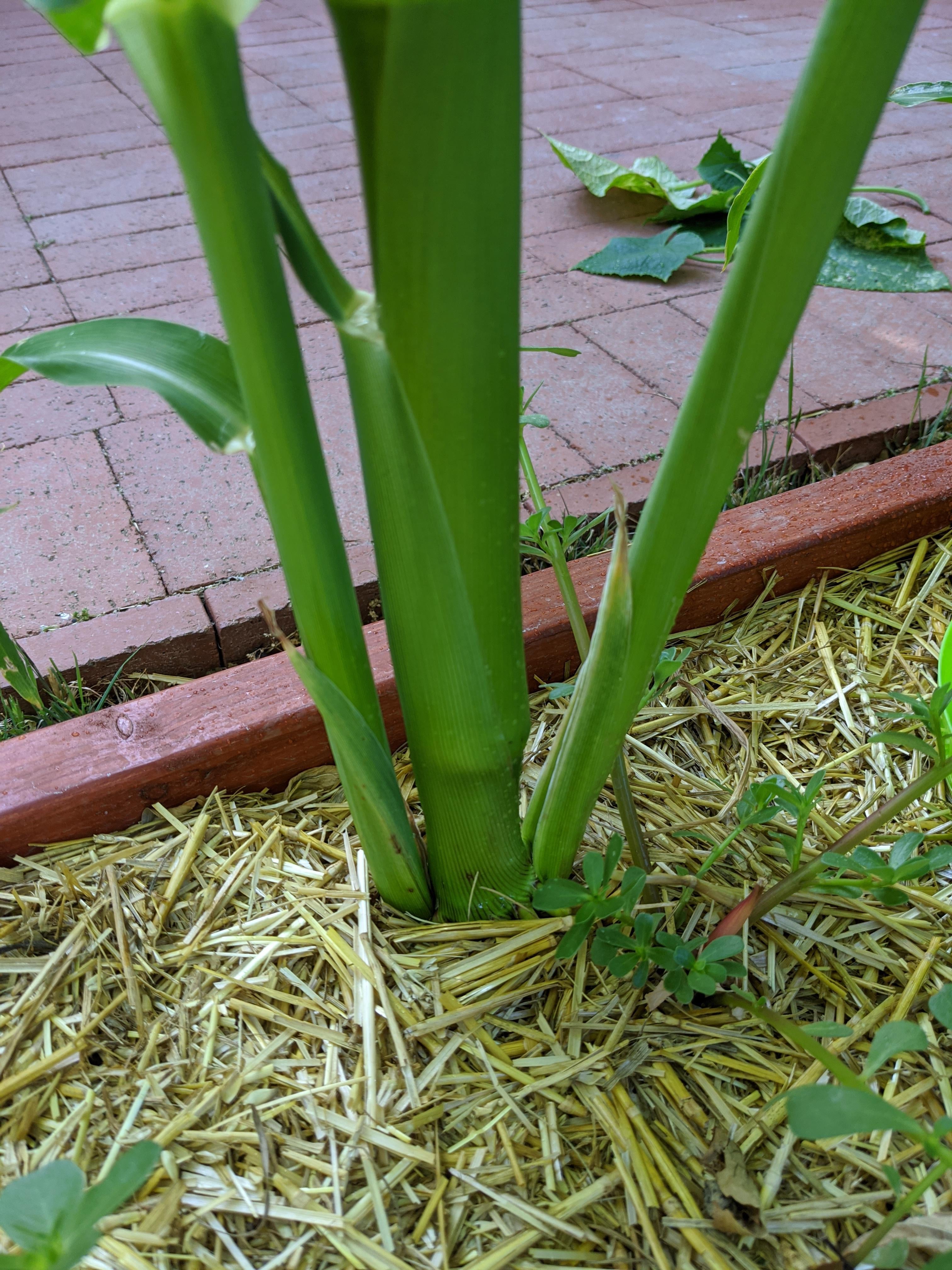 Sweet corn stalk did this weird split thing and I haven't read if this