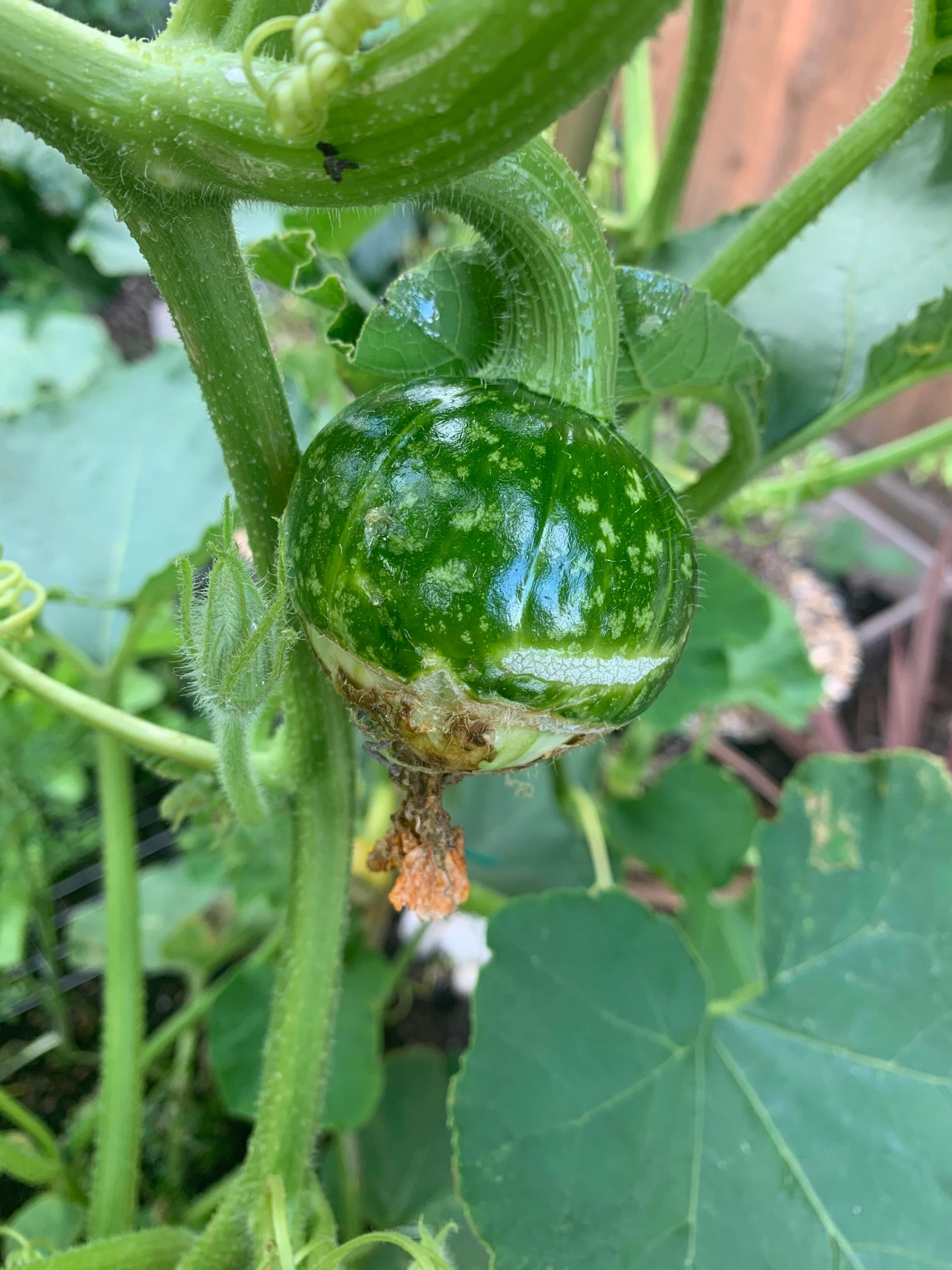 Does anybody know why my courgettes look like...this? Dining and Cooking