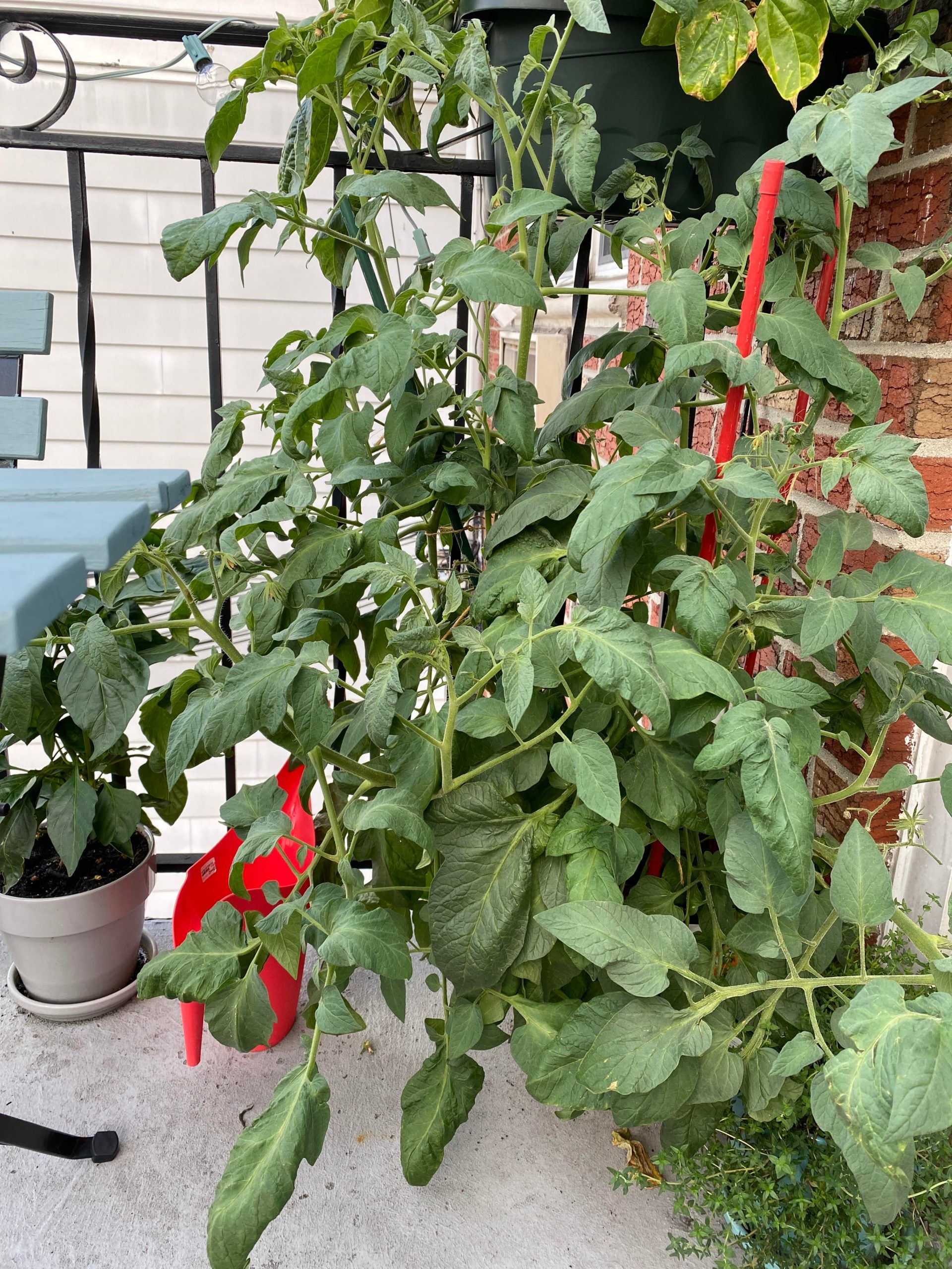 Please help! Beefsteak tomato just keeps growing and flowering but no
