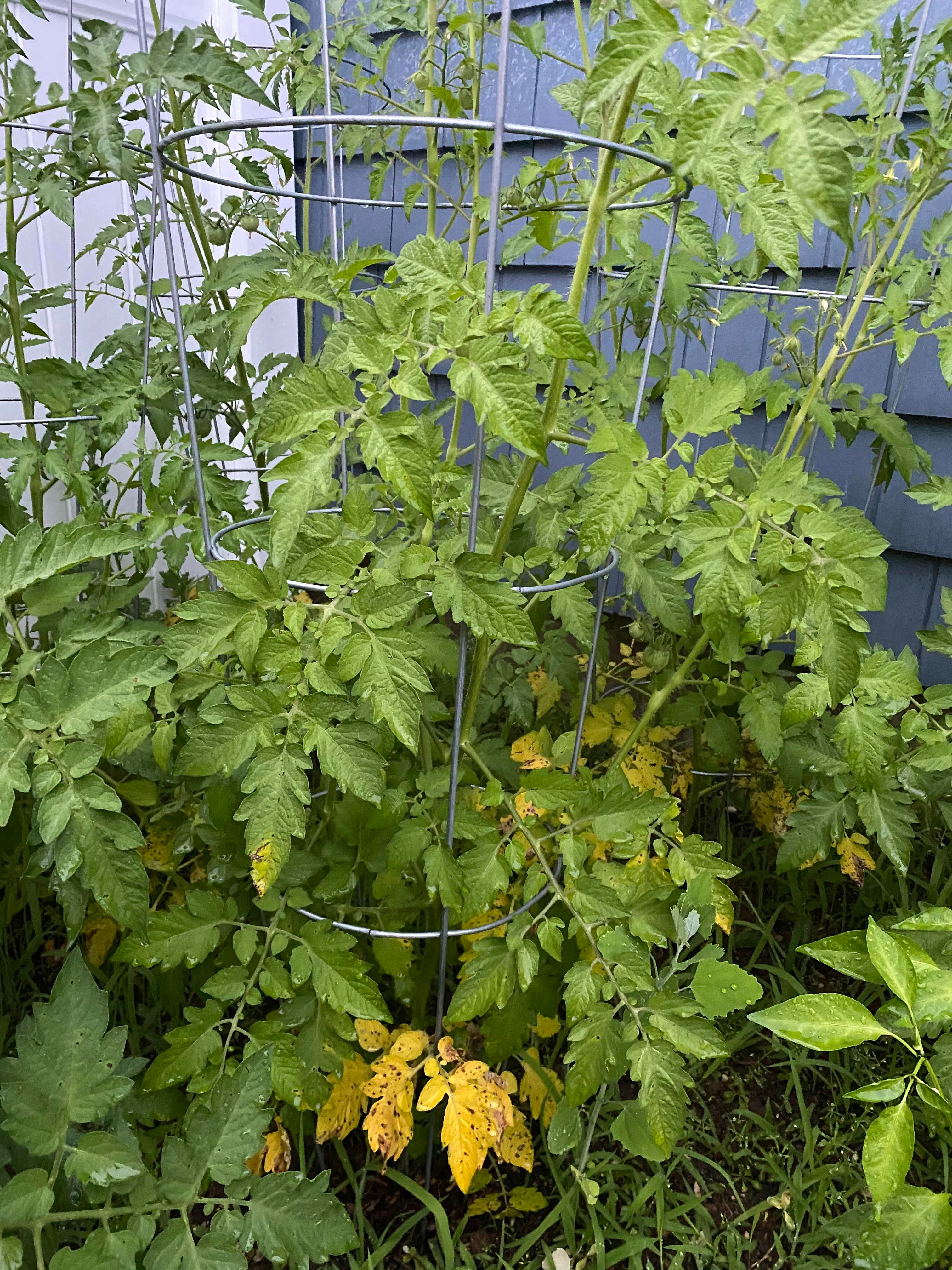 Not sure why my tomato plants are turning yellow towards