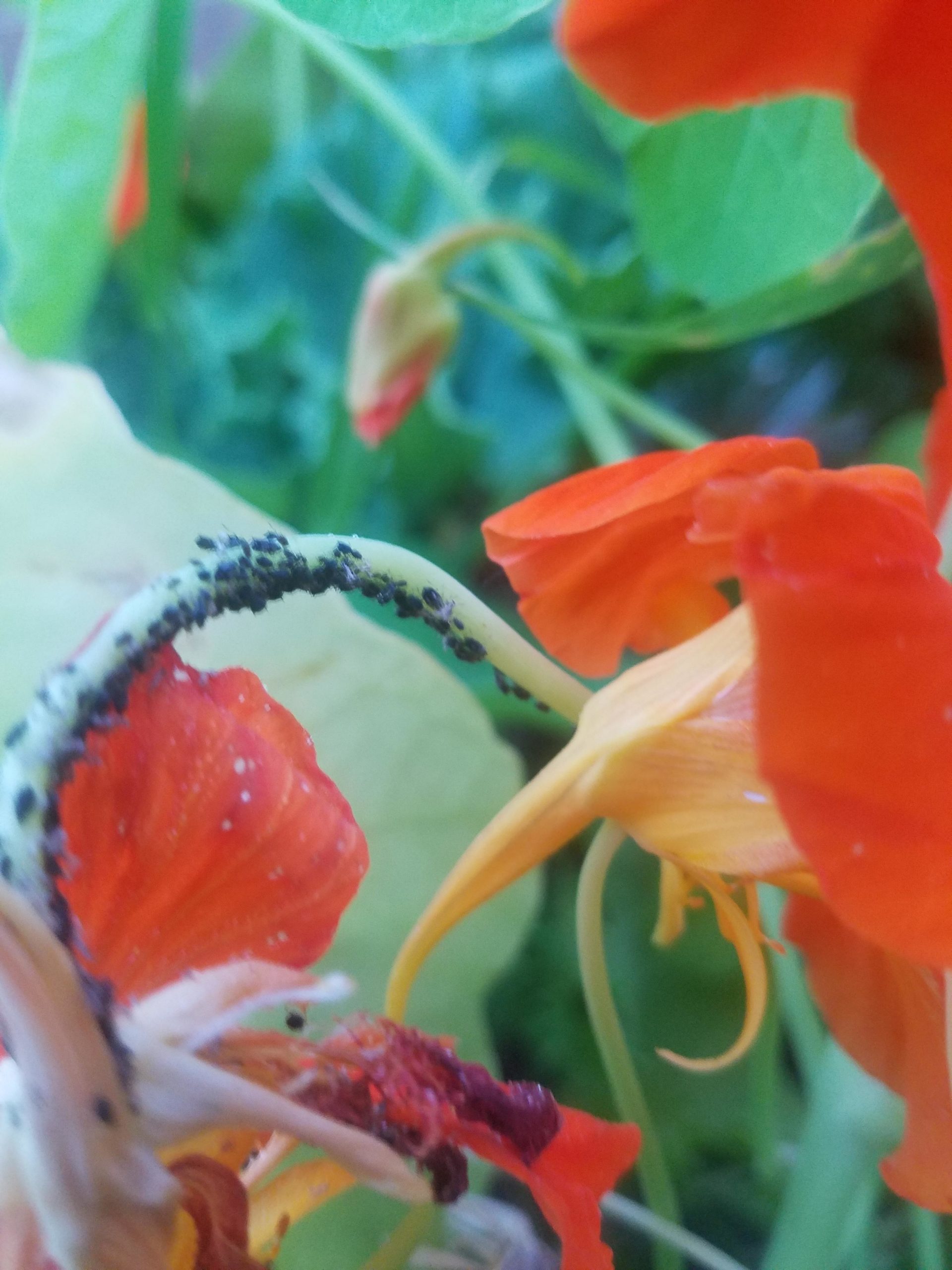 What are these black bugs cloistering around my nasturtiums? Dining
