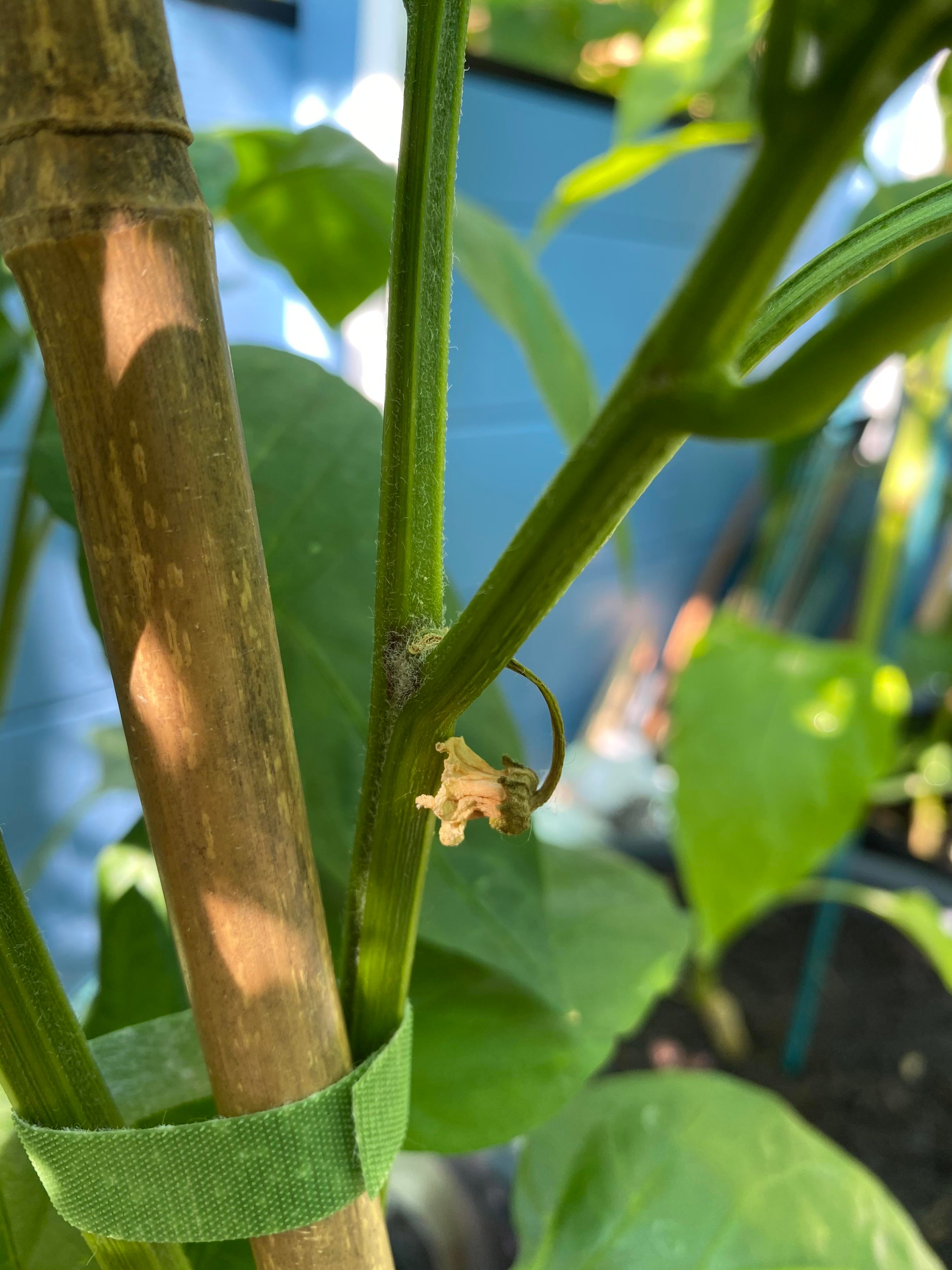 Help! Why are my pepper flowers dying? (London, UK) Dining and Cooking
