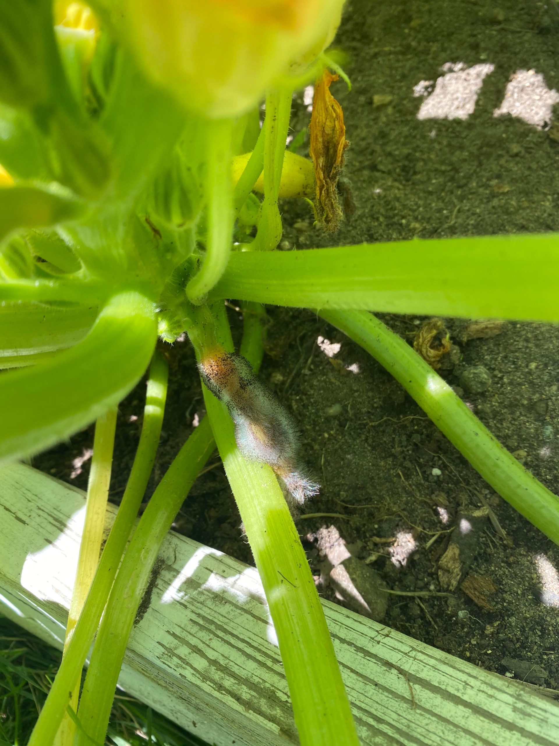 Why is there mold on my summer squash? Dining and Cooking