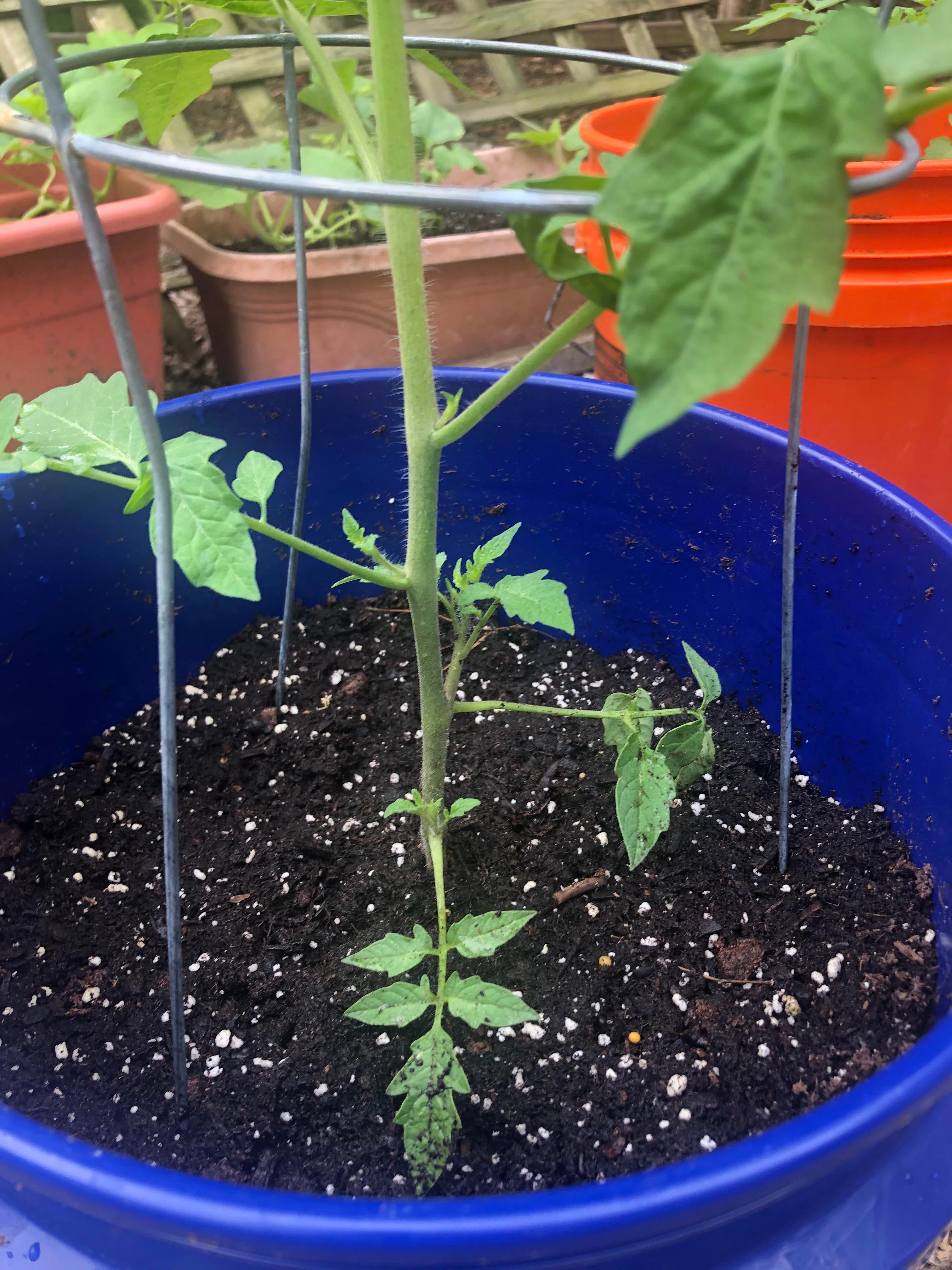 Should I pluck the leaves at the bottom? Someone said that