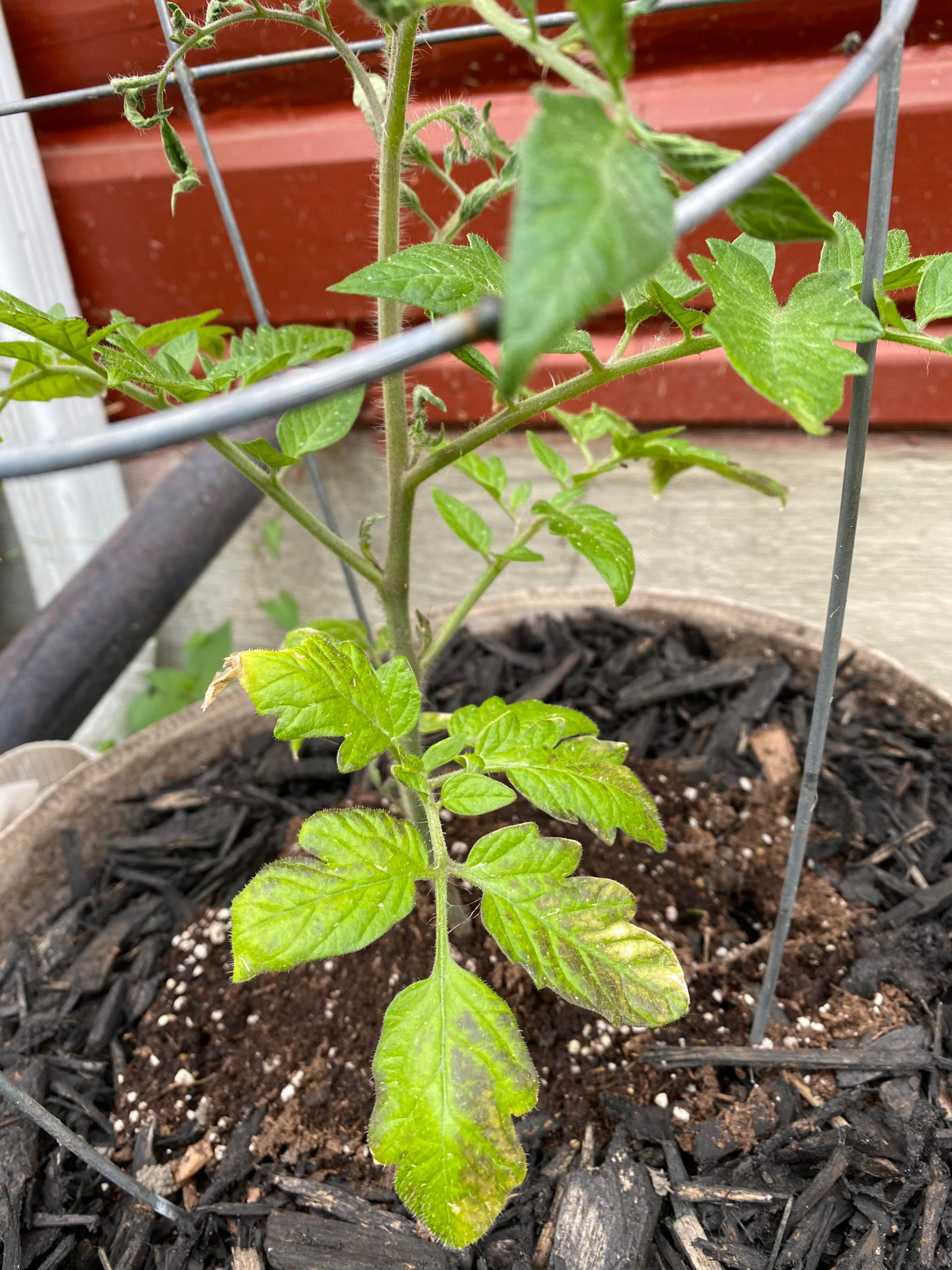 What is wrong with my tomato plant?! Dining and Cooking