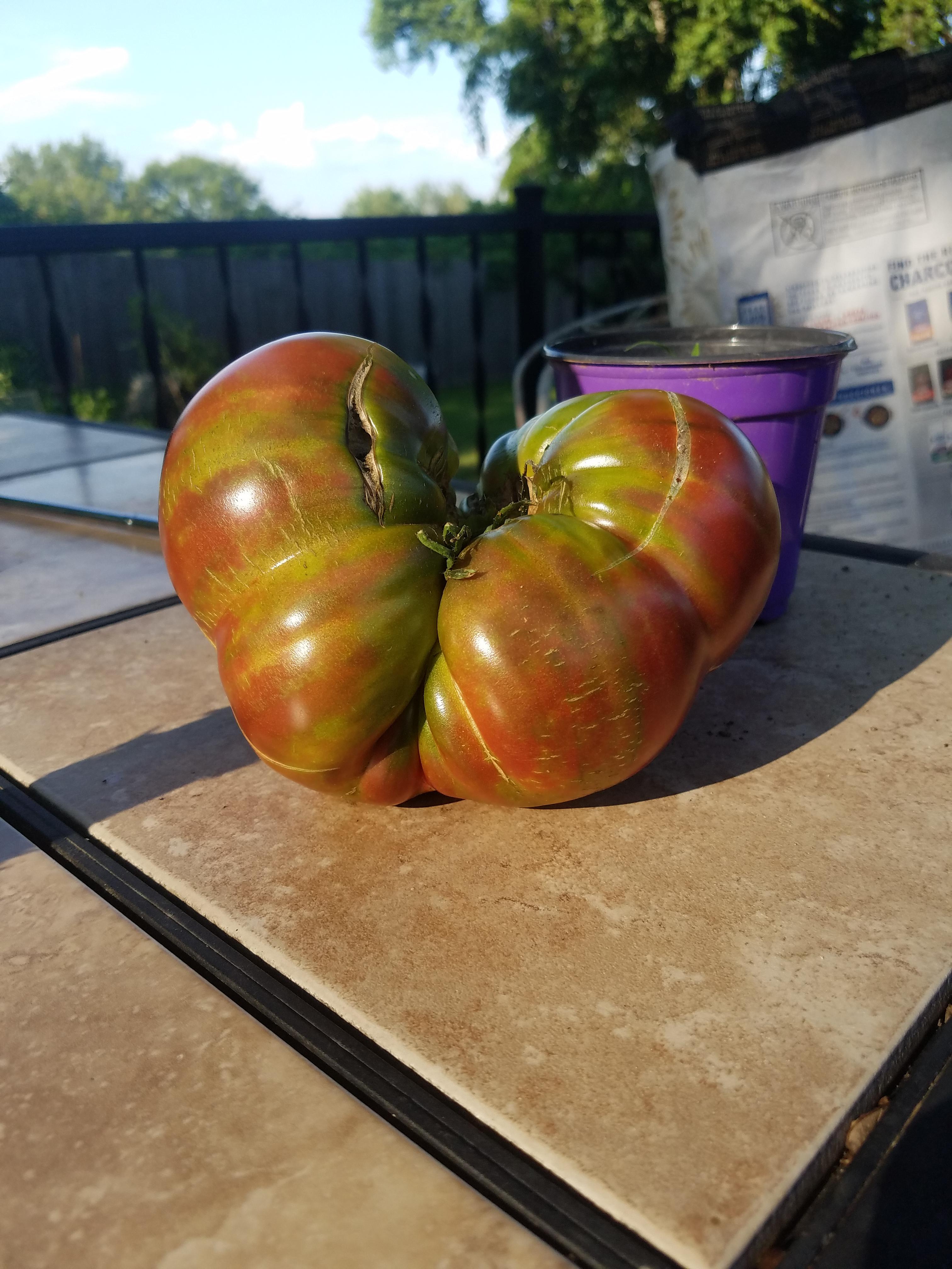 Biggest tomato I�ve ever grown. Year 3. Cherokee Purple