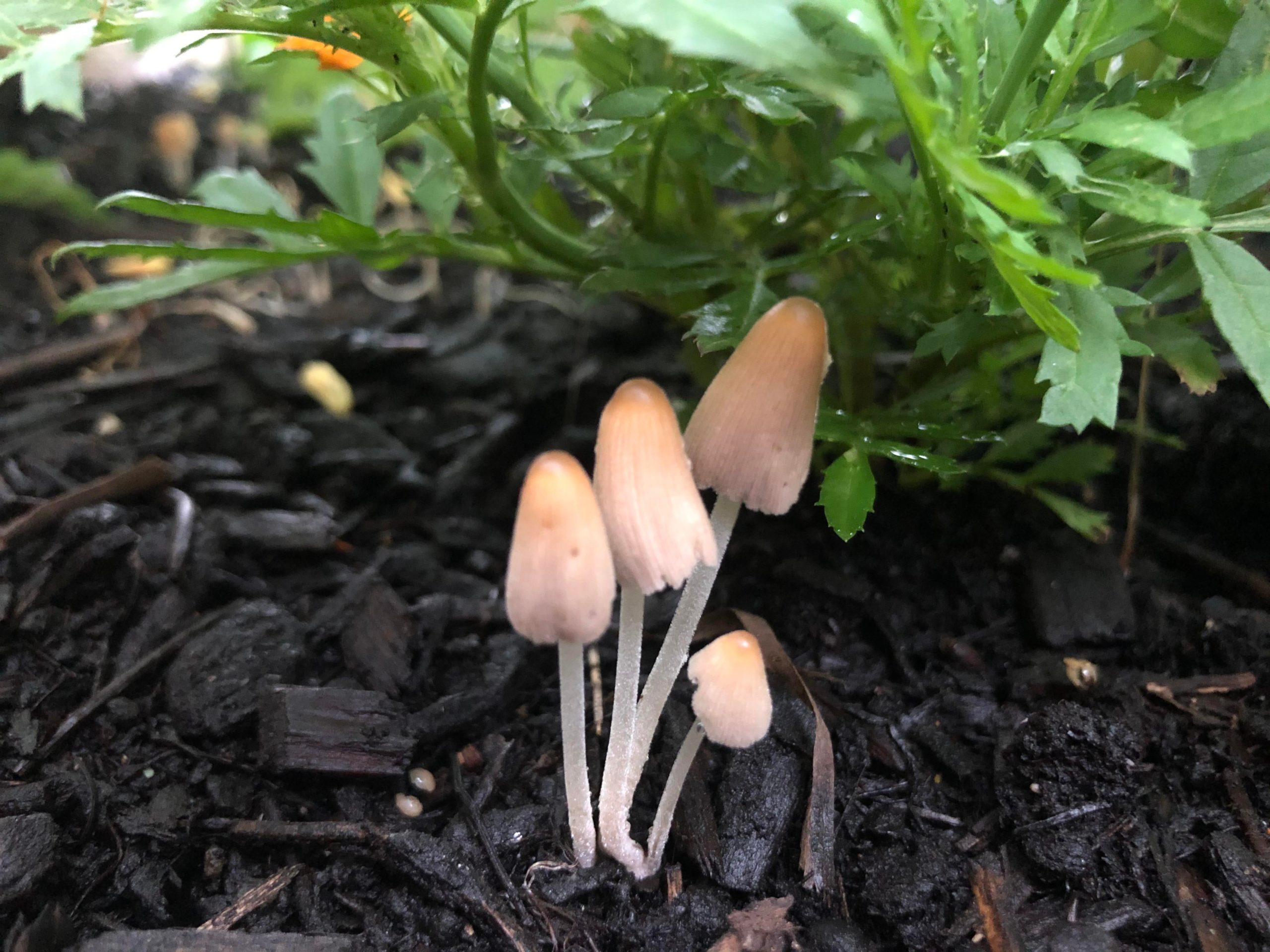 Is it ok to have this mushroom cluster in my raised bed veggie garden