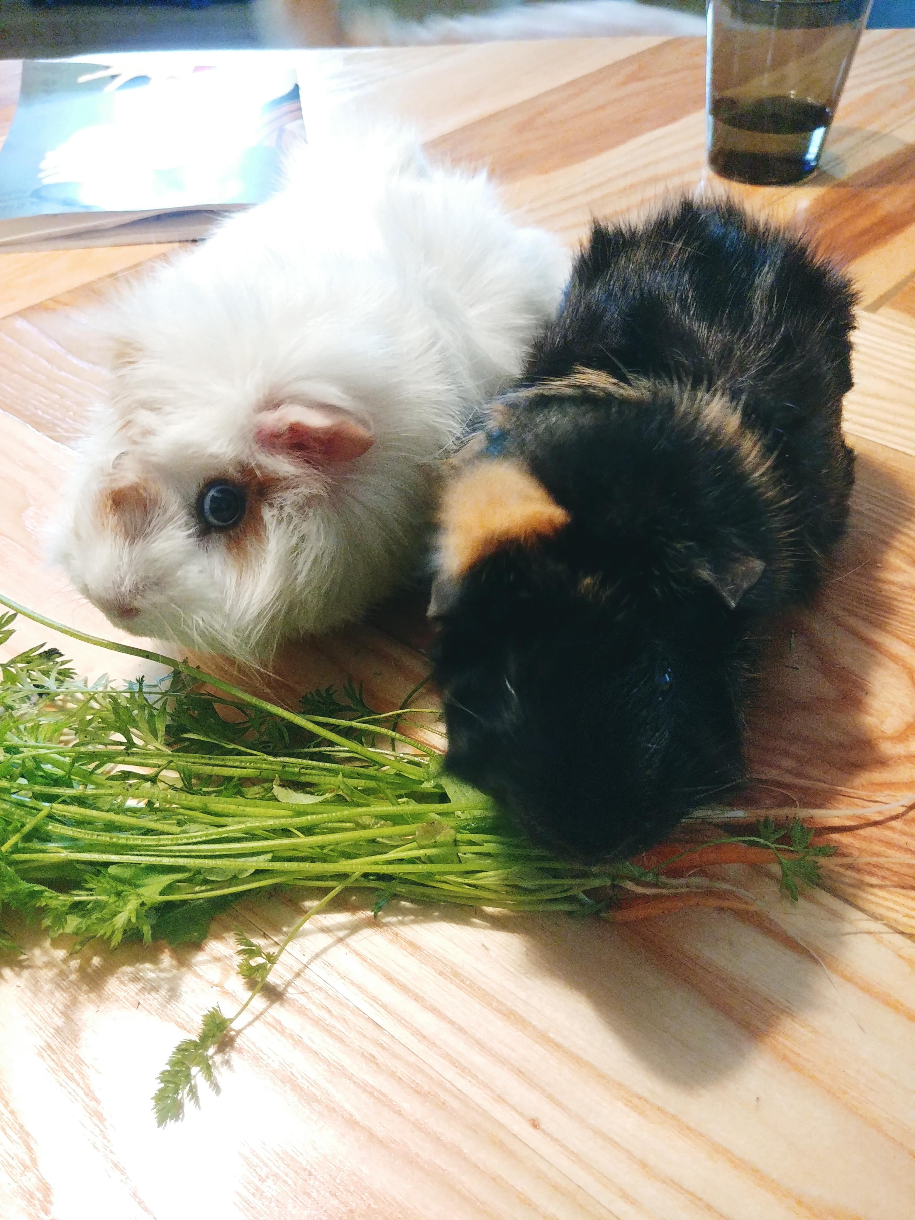 My guinea pigs Craig and Anna enjoying my very failed rainbow carrot