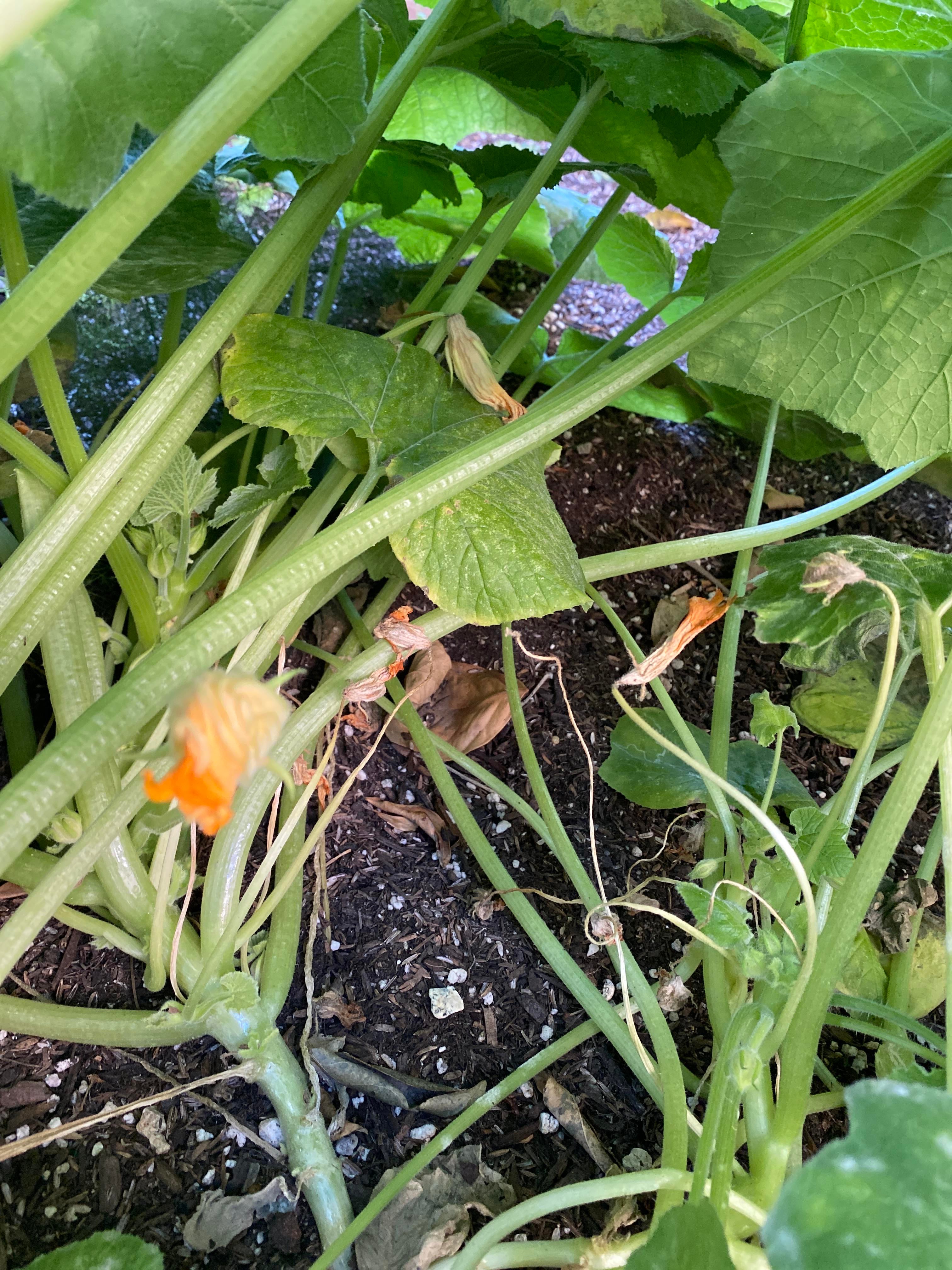 zucchini’s are driving me CRAZY! My zucchini flowers grow but do not