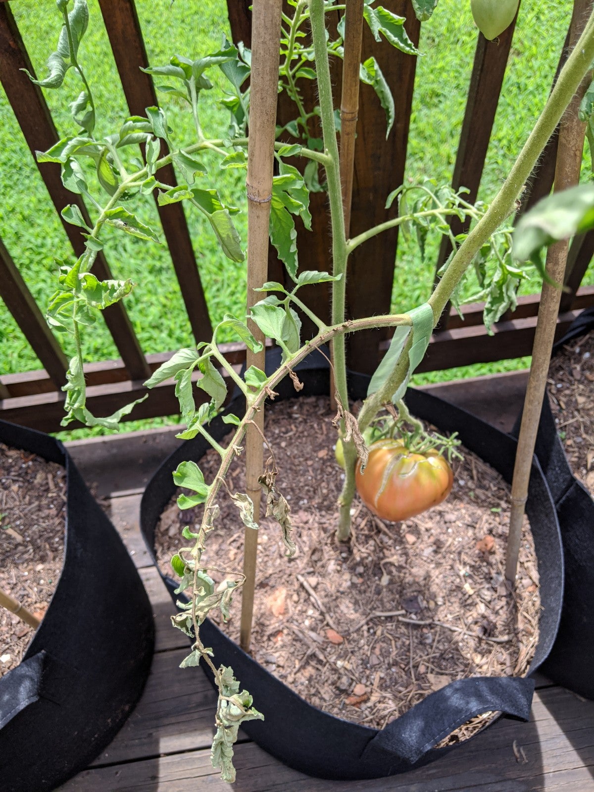 Tomato leaf wilt Purple Russian, zone 7 Dining and Cooking
