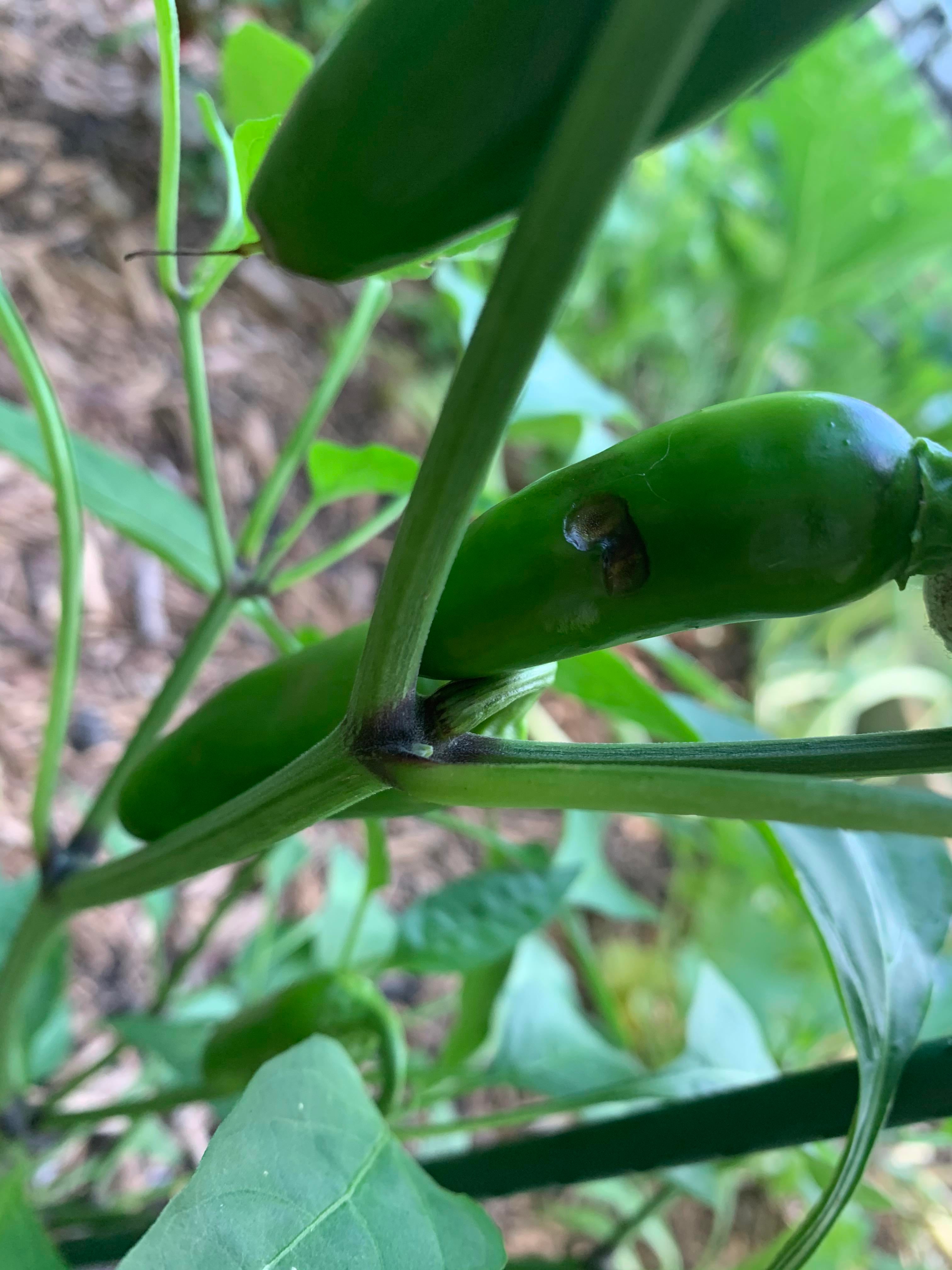 Anyone know what’s going on with my jalapeños? Not sure what the dark