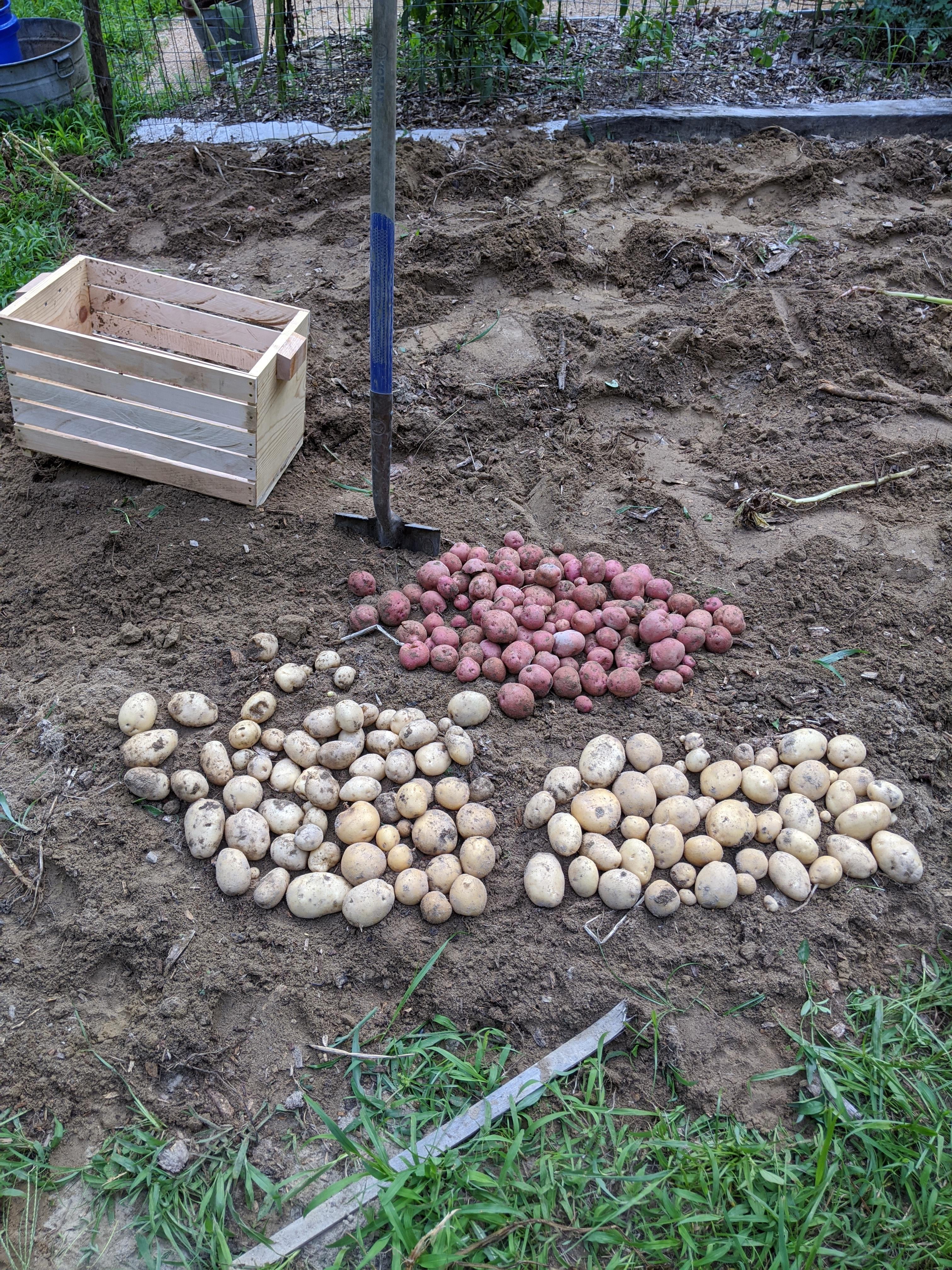 First year growing potatoes. Red, Yukon gold, white