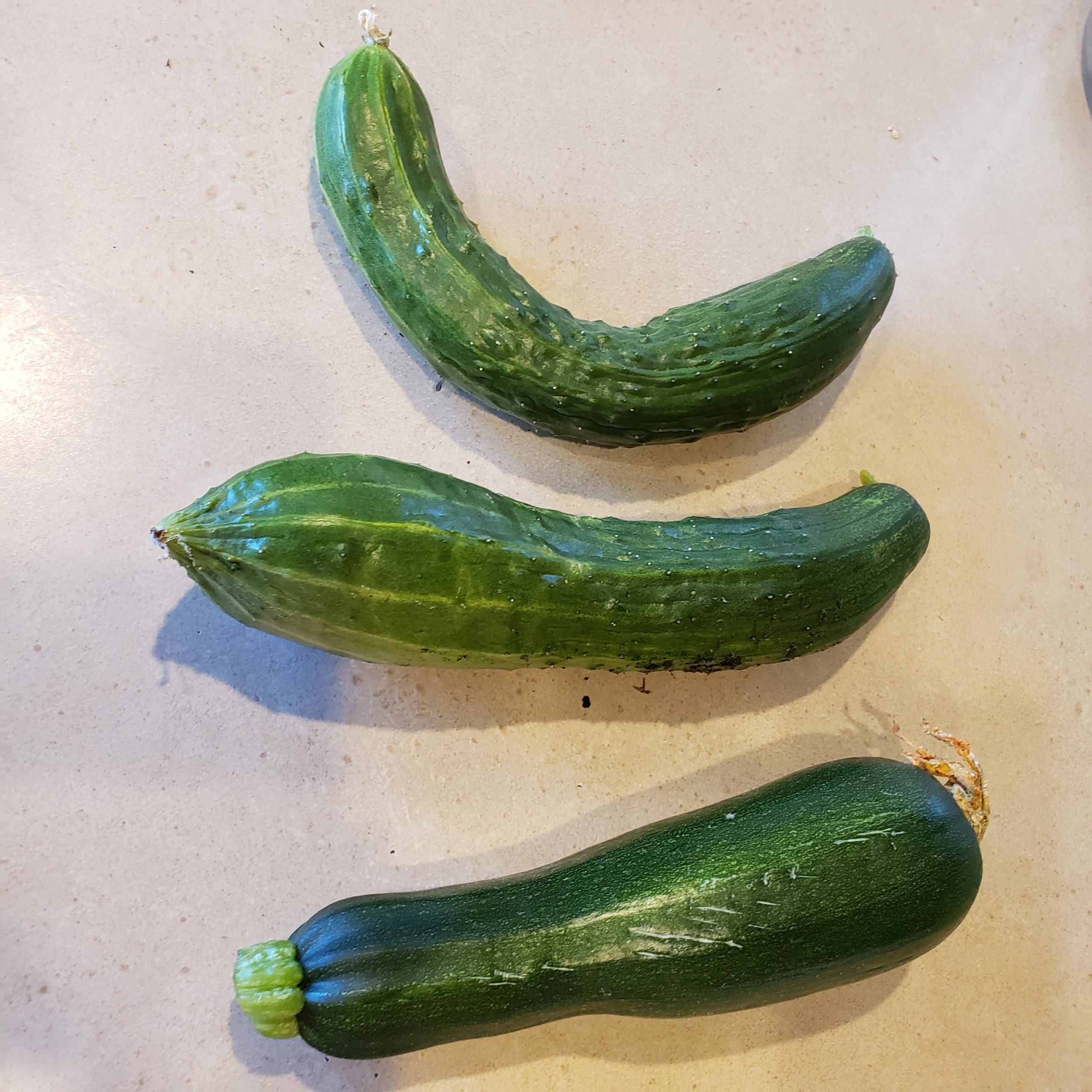 First zucchini and Japanese cucumber harvest. Dining and Cooking