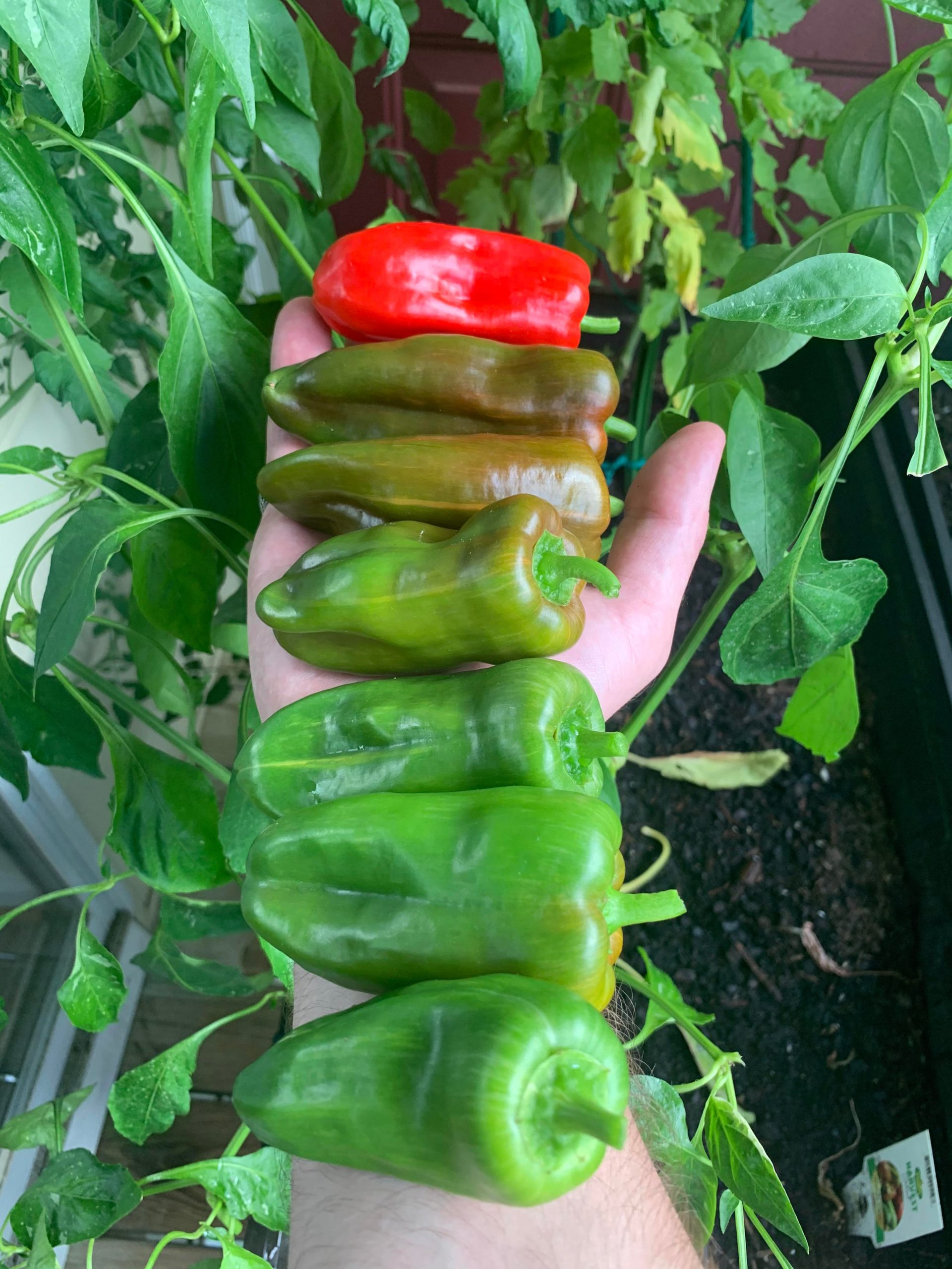 The lifecycle of my candy cane peppers. Dining and Cooking