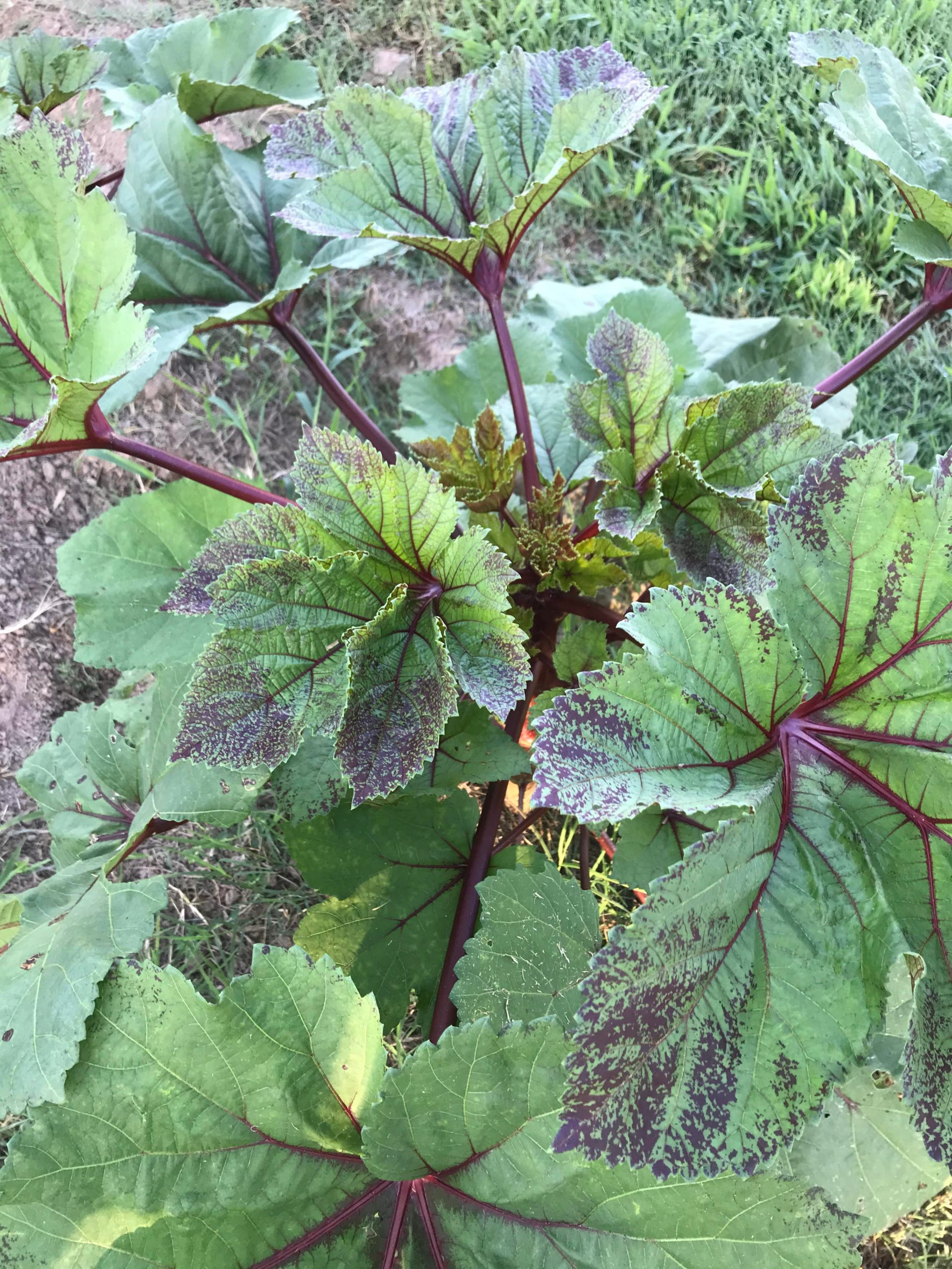 Red Burgundy Okra is one of the most beautiful plants I have ever grown
