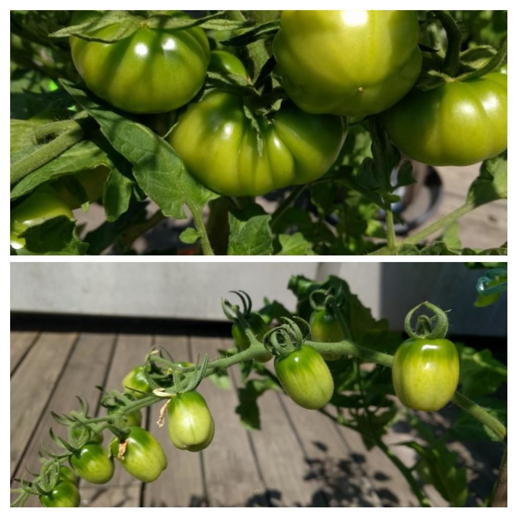 My tomatoes won't ripen. Is this like a watched pot never boils or something?!
