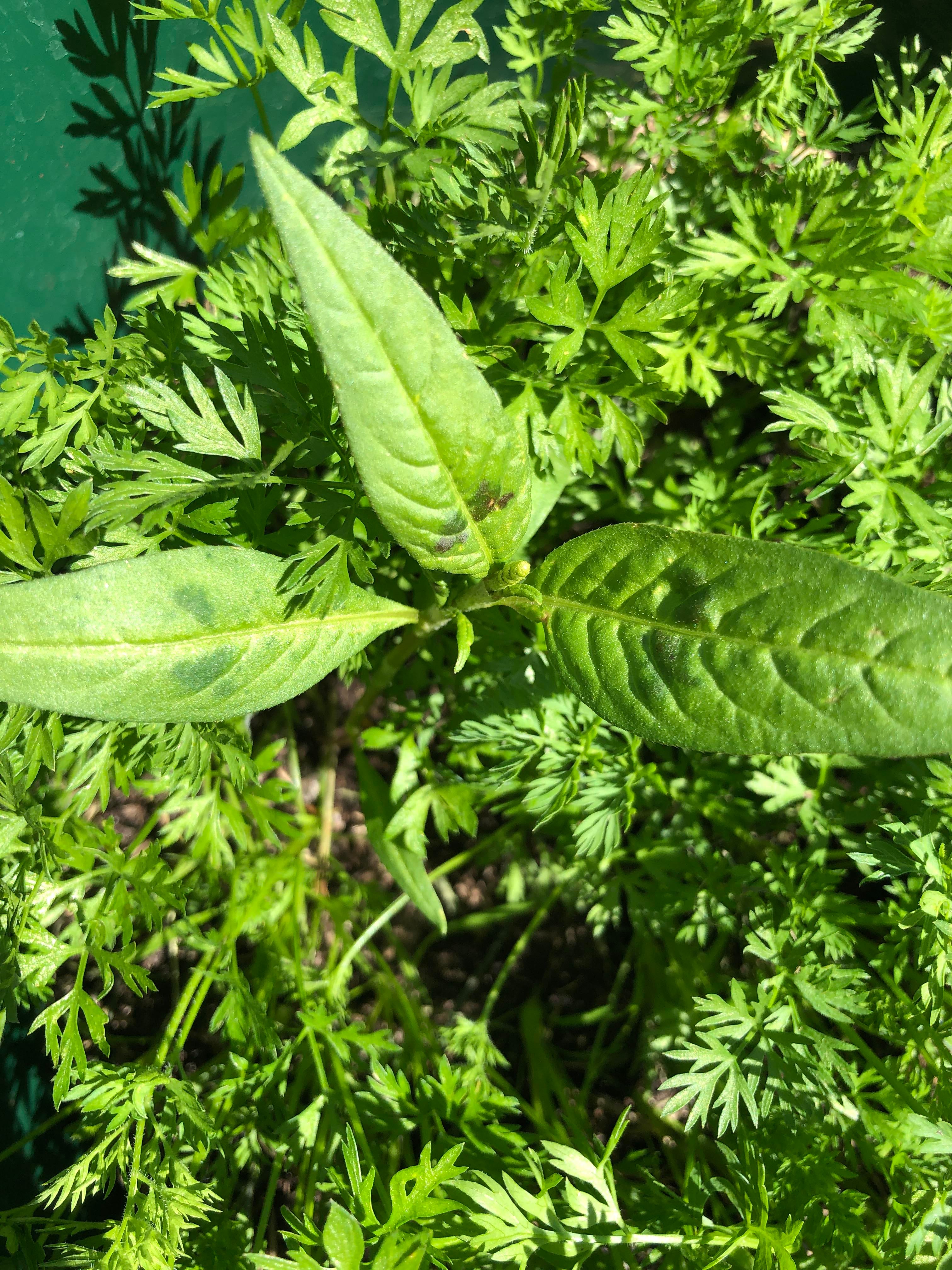 I have this weird plant growing with my carrots, now the leaves look What Does Carrot Leaves Look Like
