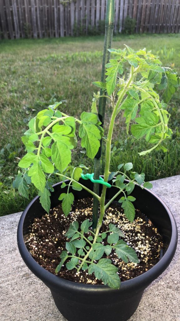 How big of a pot to transplant this cherry tomato plant into?
