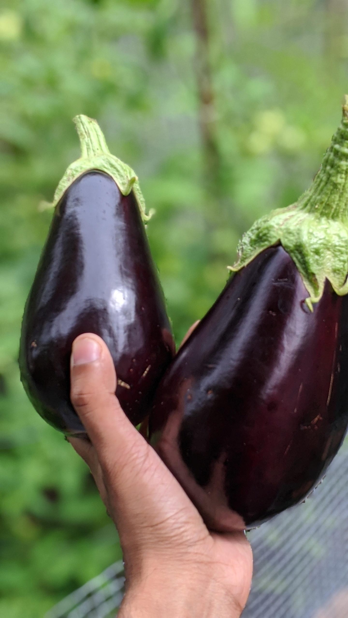 Nice Pair - Dining and Cooking