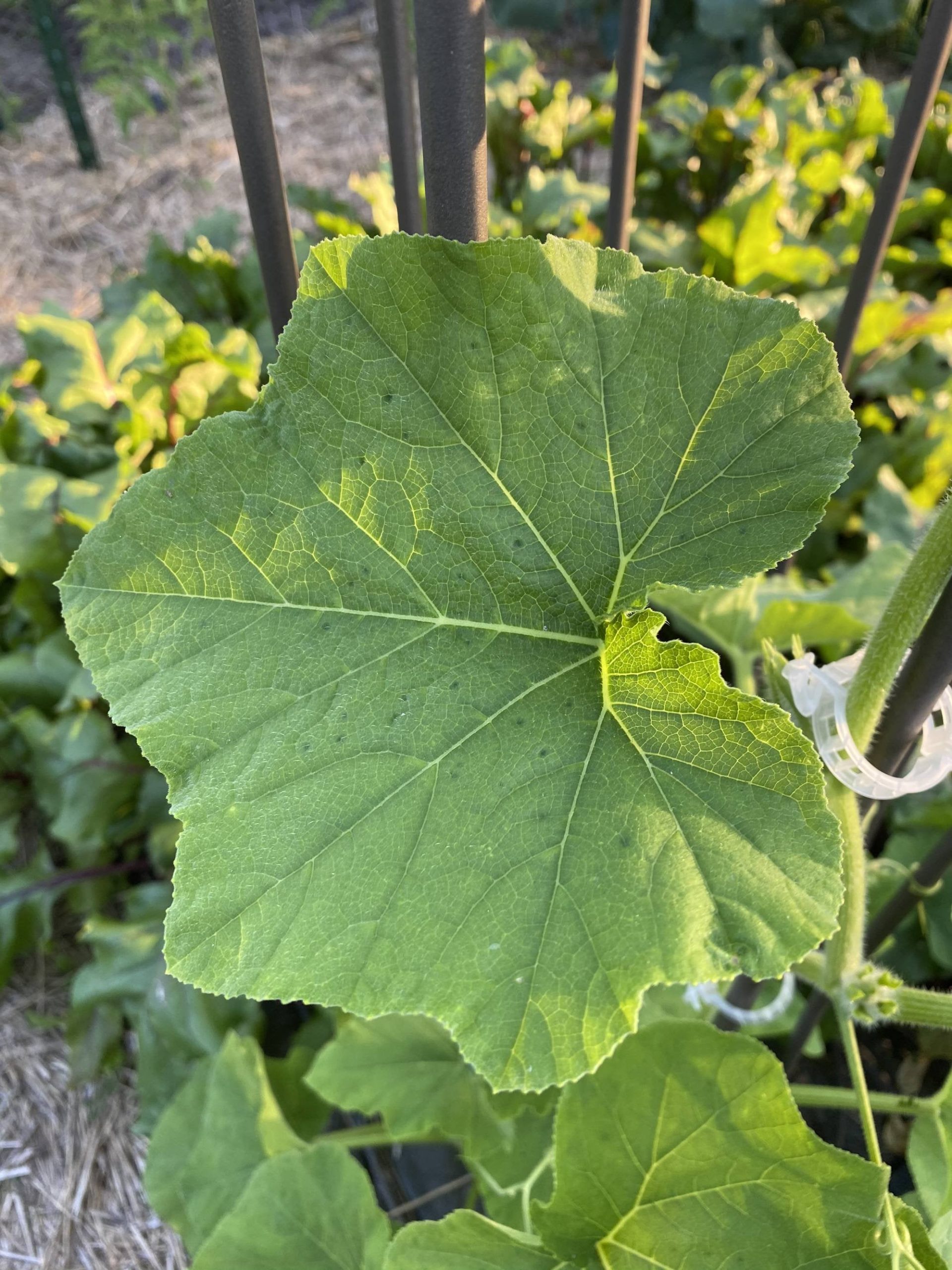 Dark green spots on top of butternut squash leaf, spikes underneath