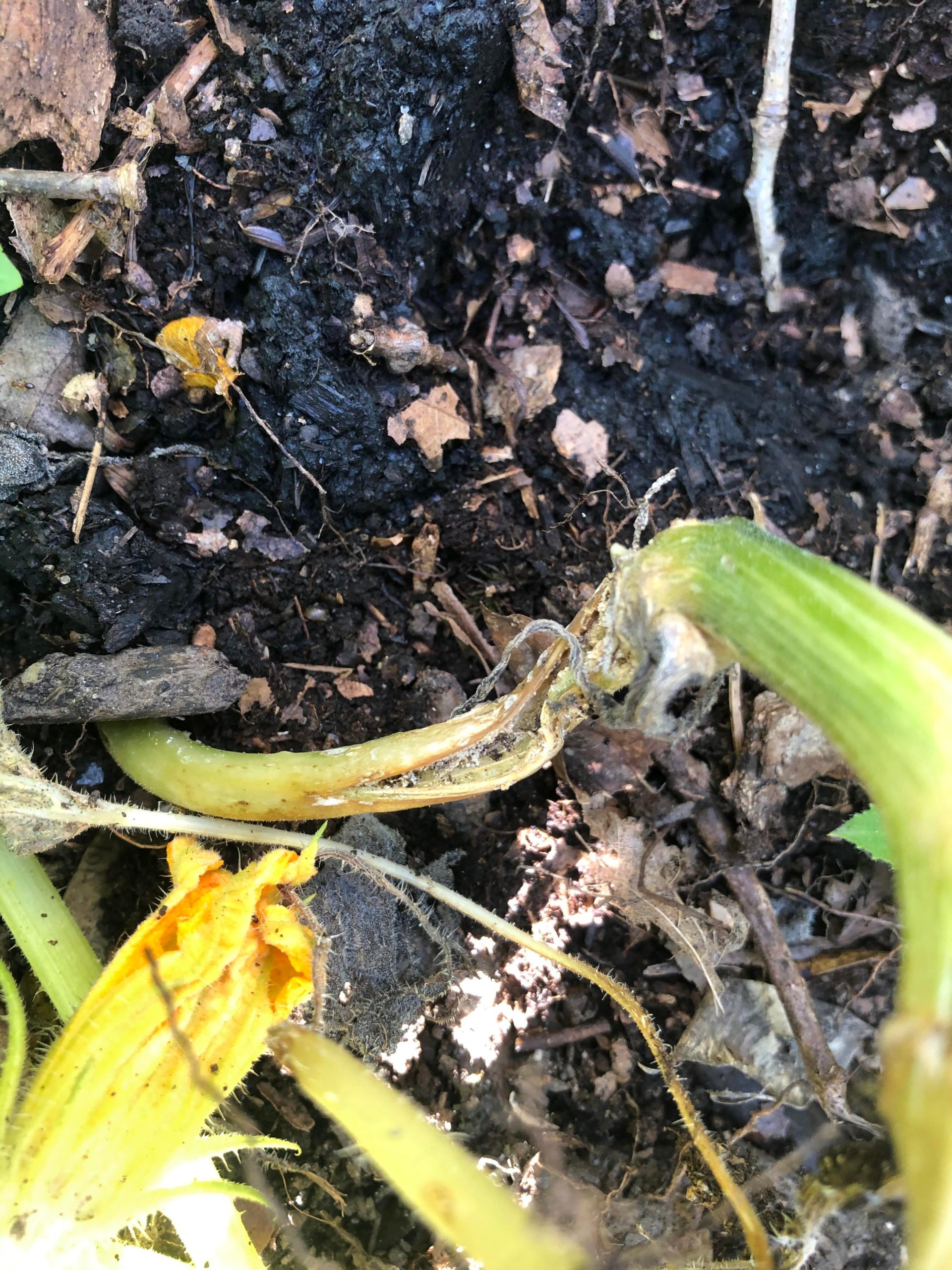 Does anyone know what may have happened to the base of my zucchini