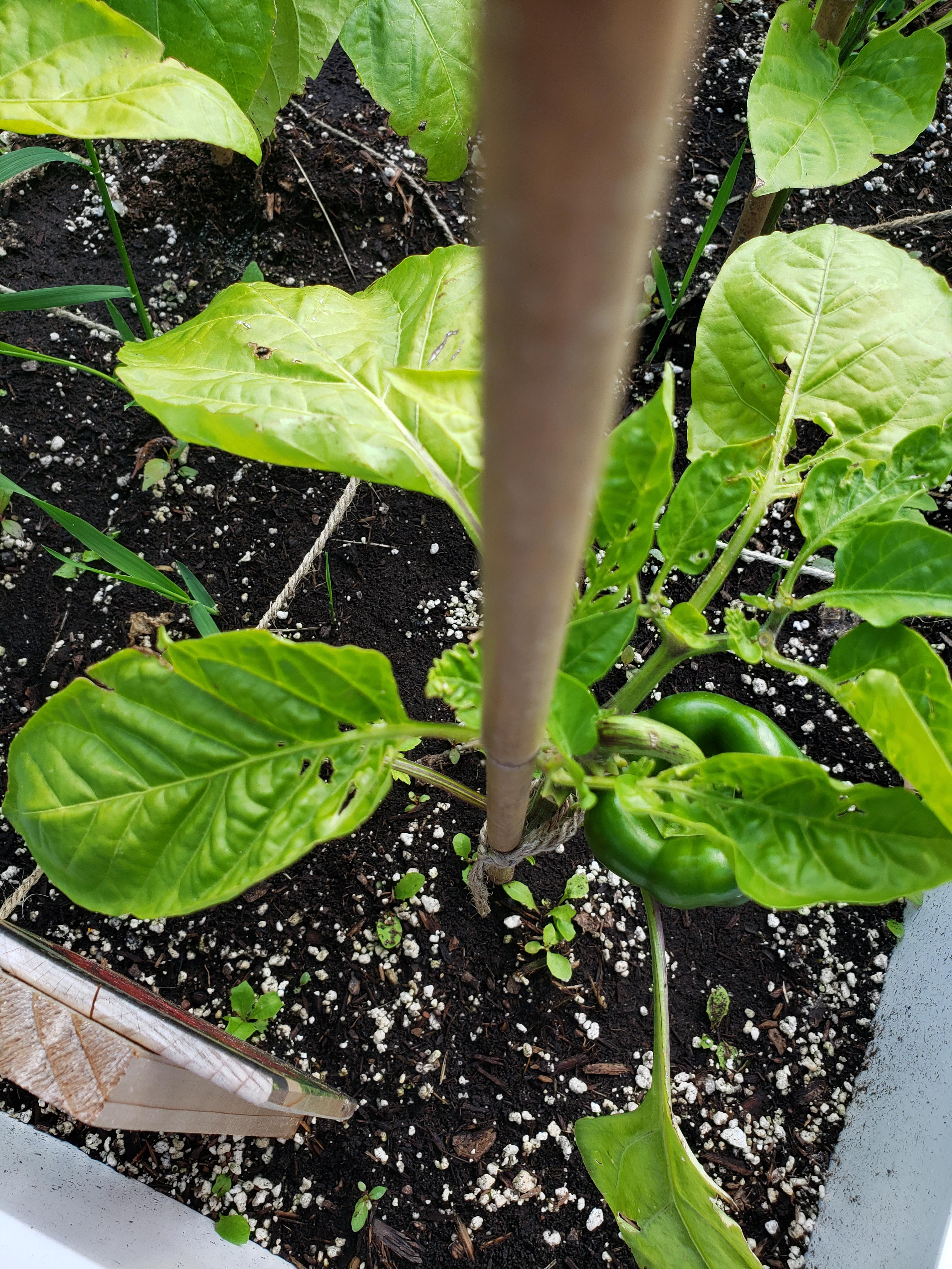 Bell pepper plant leaves have holes, turning yellow and falling off. What's happening? Dining