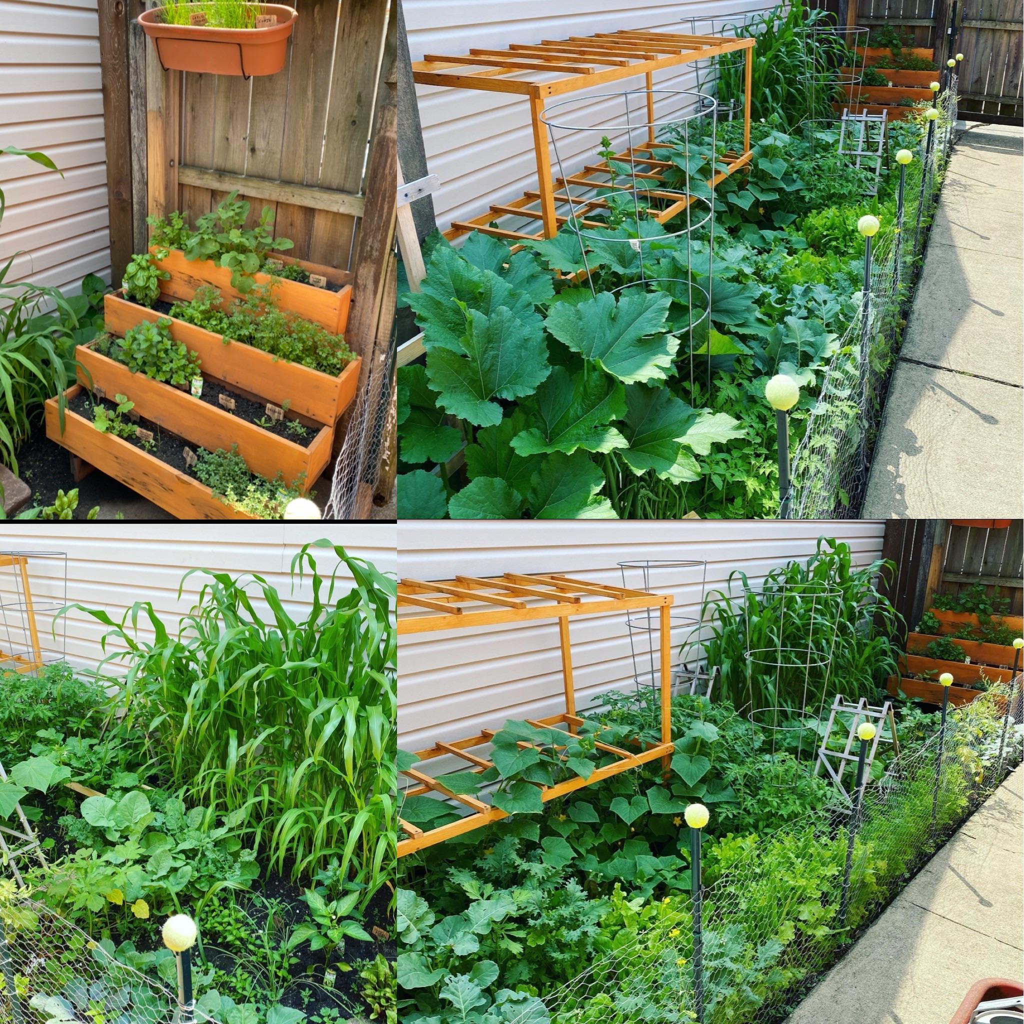 My urban garden with 40 dif fruits, veggies, and herbs. Everything was