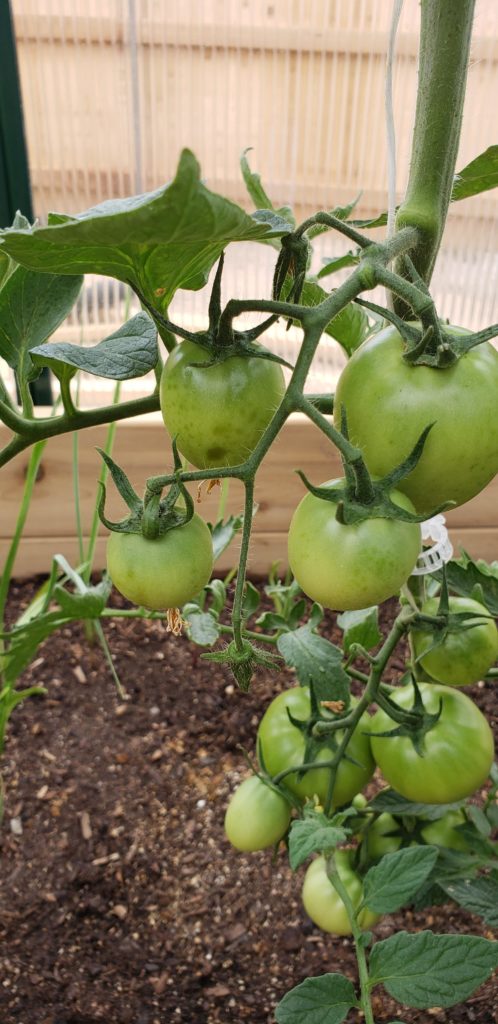 Help- what are these spots on my tomatoes?