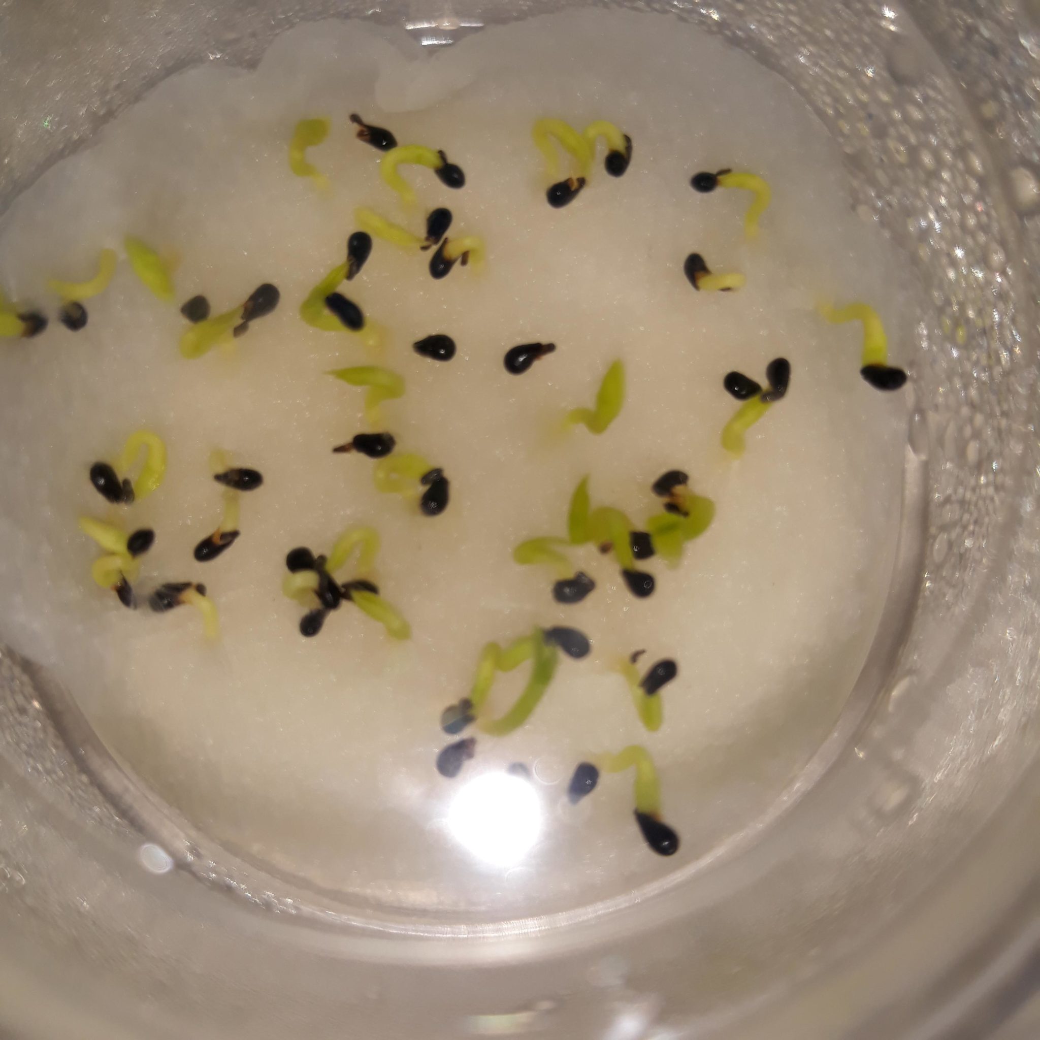 Today's harvest. Sungold cherry tomatoes and Black prince tomatoes