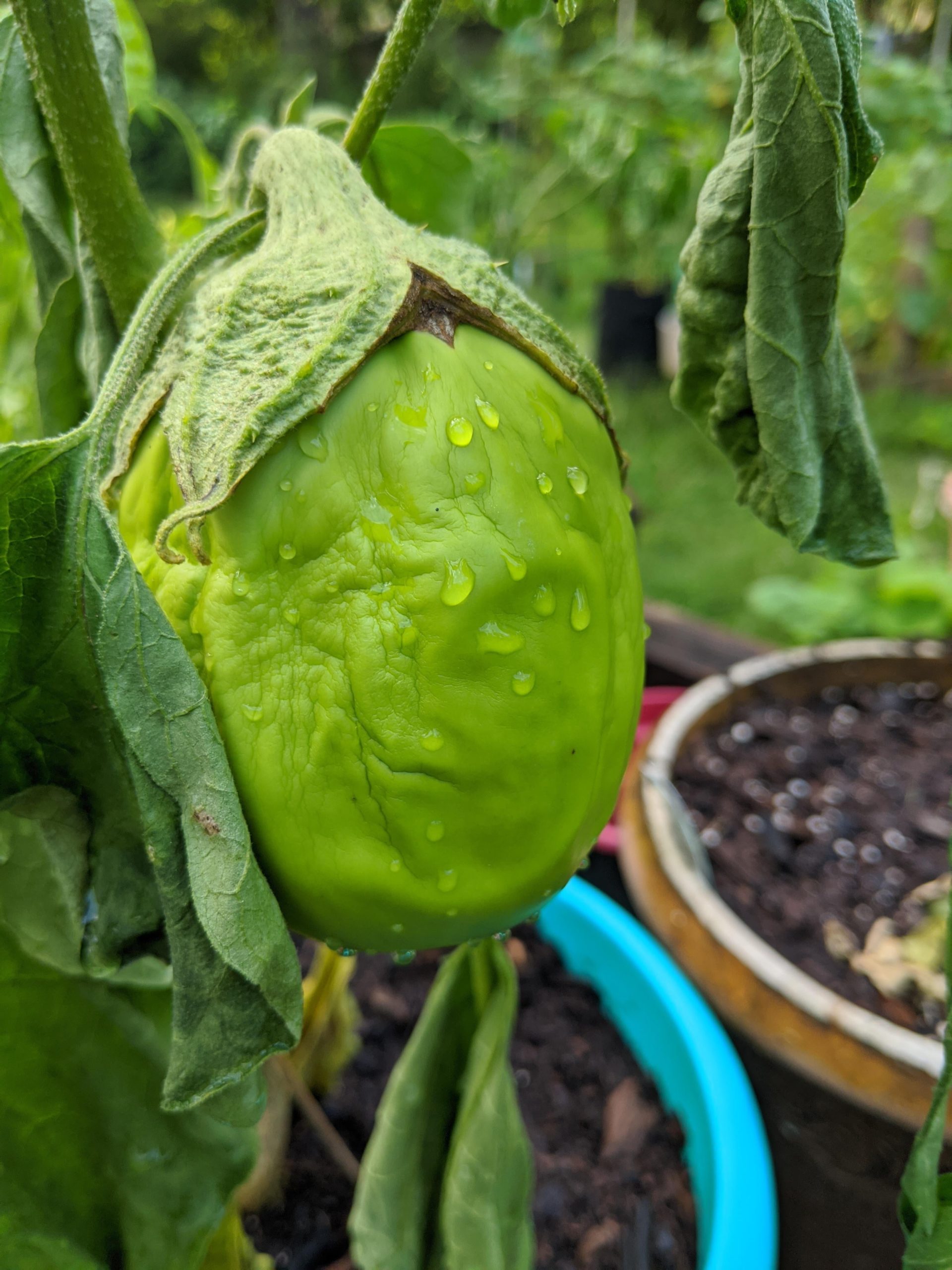 Help! My eggplant, Little Green variety looks soggy. North Louisiana