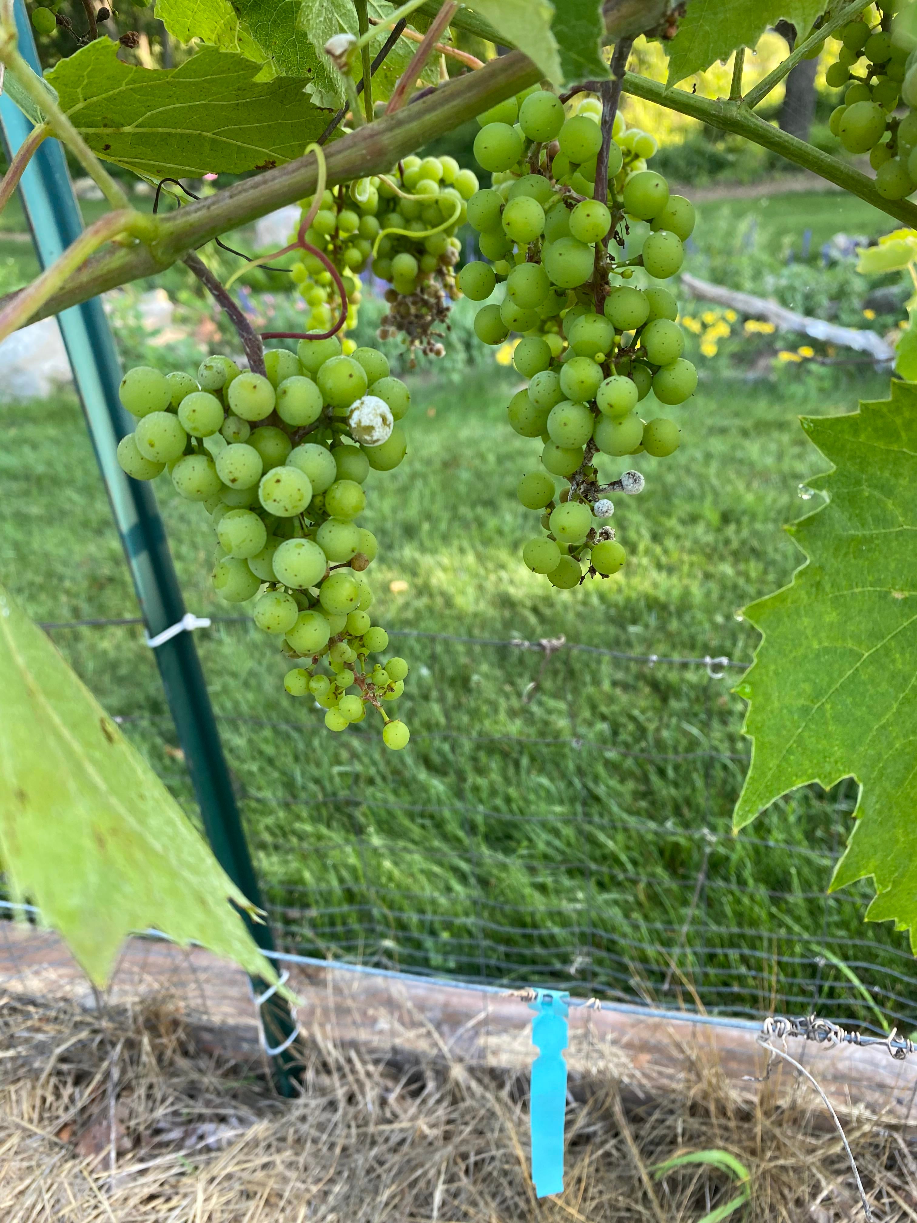 Help! Some of my grapes are getting moldy! Why? What do I do? Zone 5