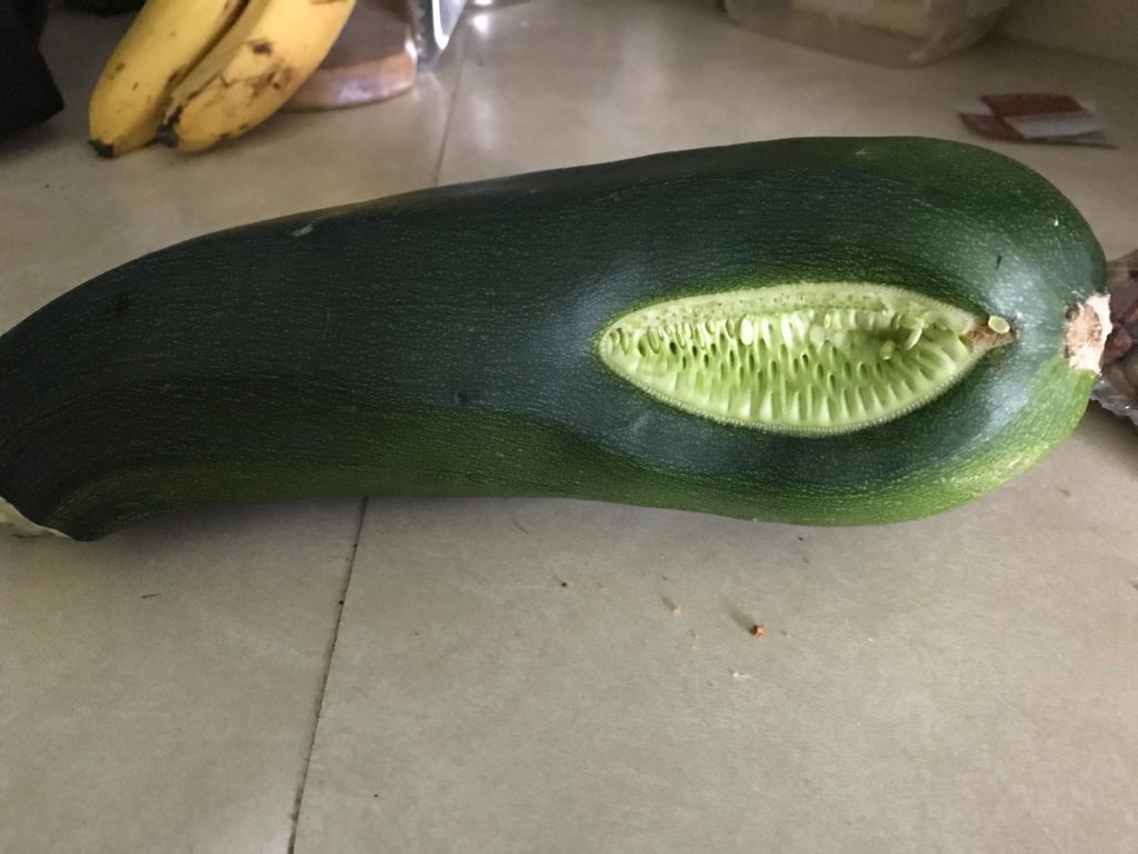 Anyone ever get a zucchini like this. It’s like it was growing inside out but the zucchini itself is unharmed???