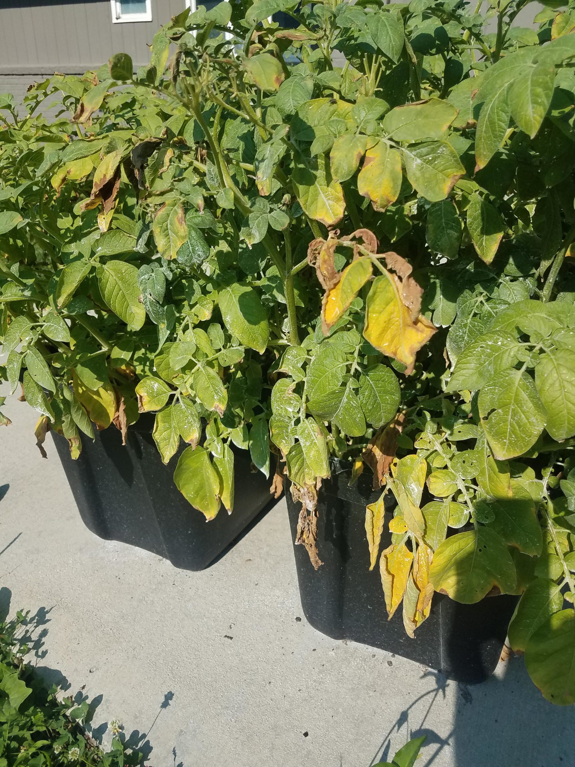 These are my potato plants. Is this normal yellowing/dying back or is