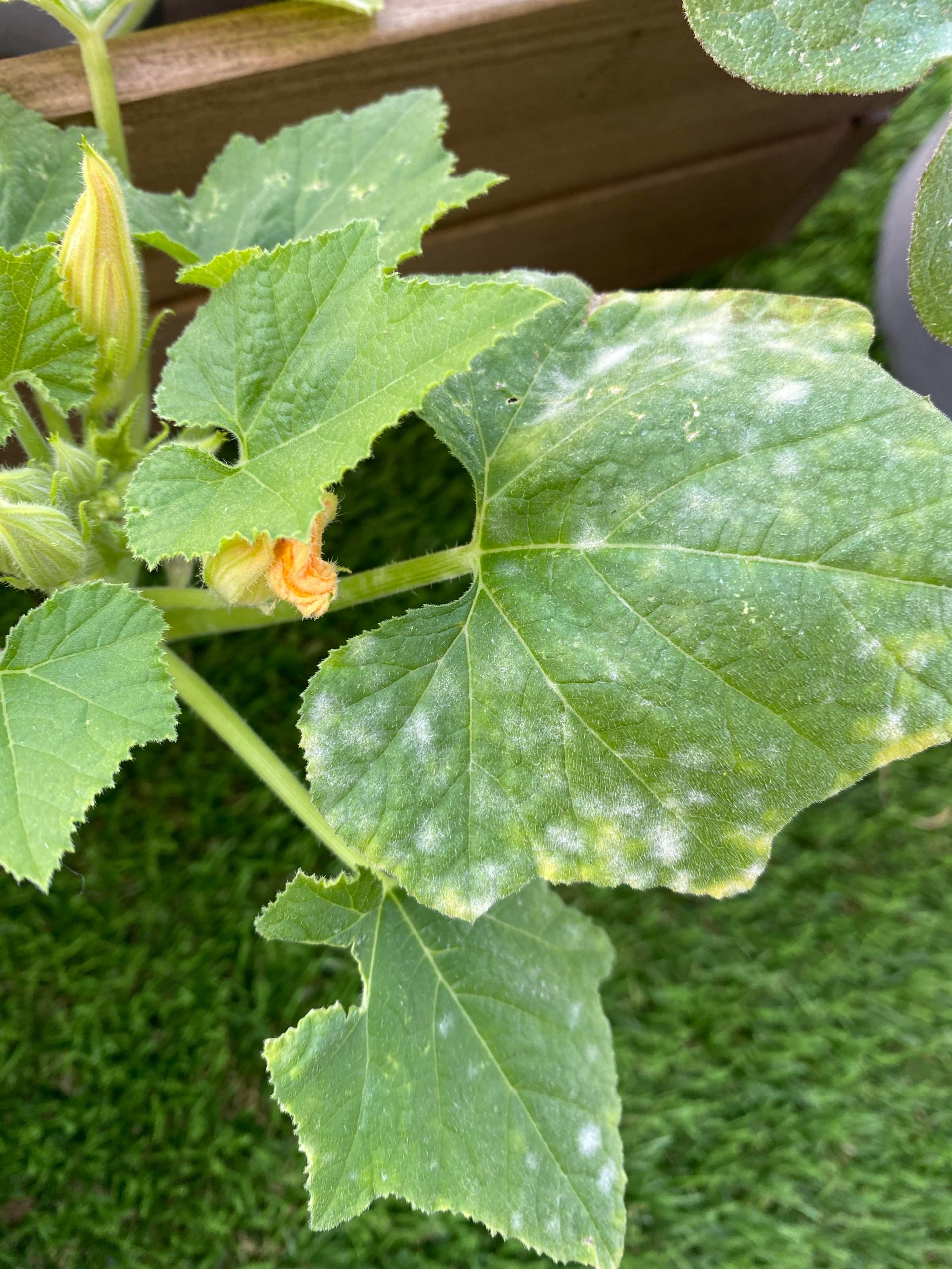 What is this on my squash leaves? Dining and Cooking