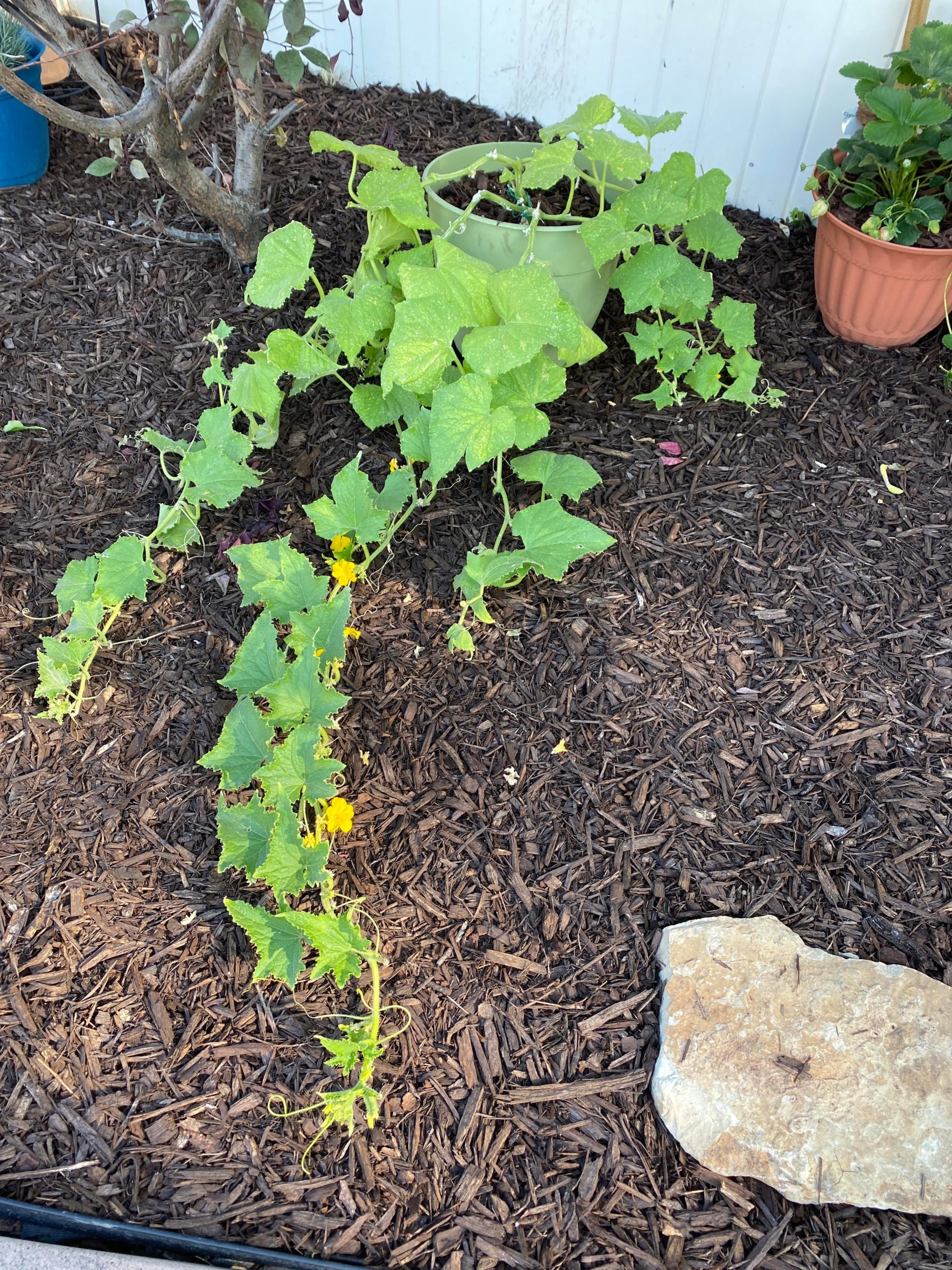 How do I save this cucumber plant? Any of the baby cucumbers are