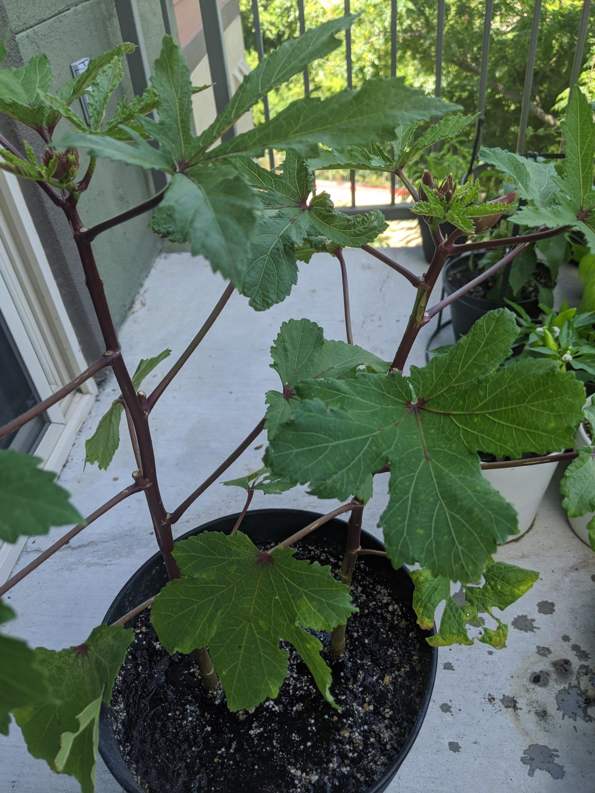 Should I separate these two okra plants? Dining and Cooking