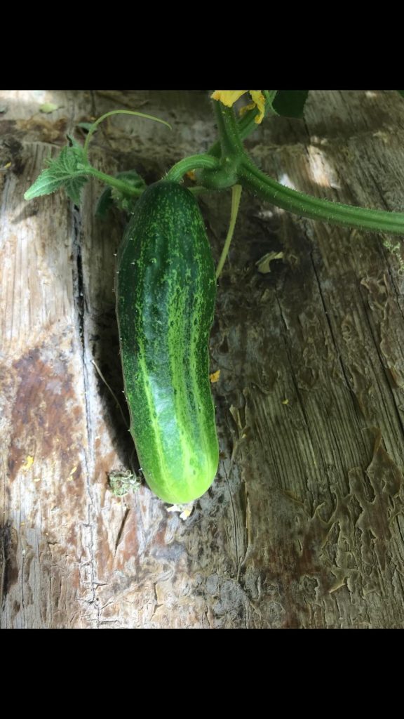 First time growing pickling cucumbers. Should I pick this one already? About 4 in.