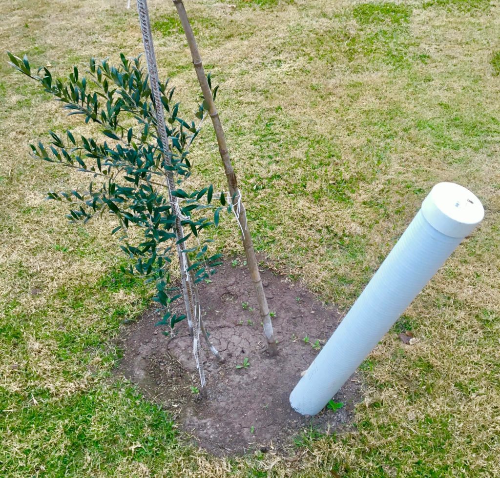 I used the root training method for my tree to grow 3 times faster. 😏✊