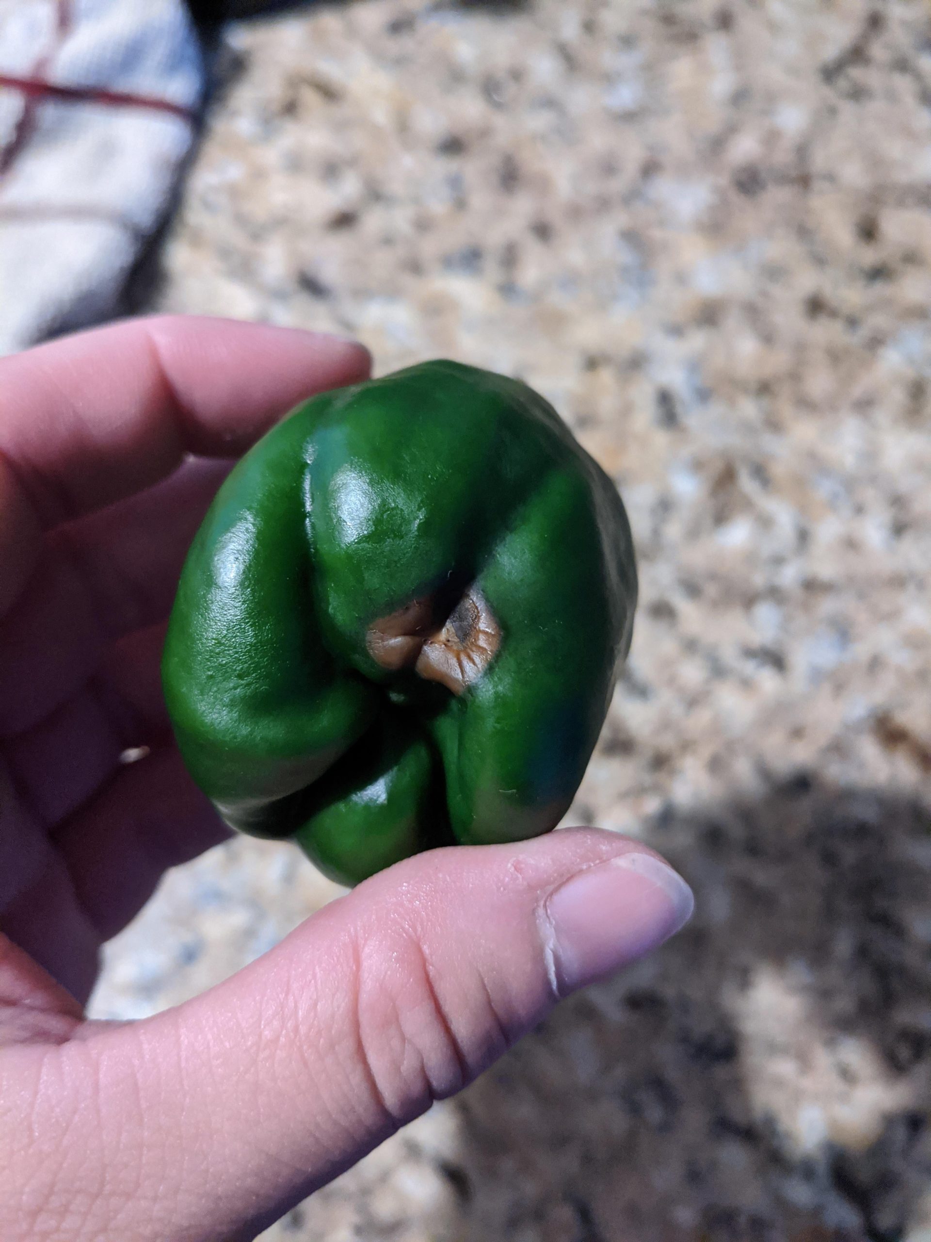 Why are my peppers rotting? Second pepper in 2 days...1st was a hot