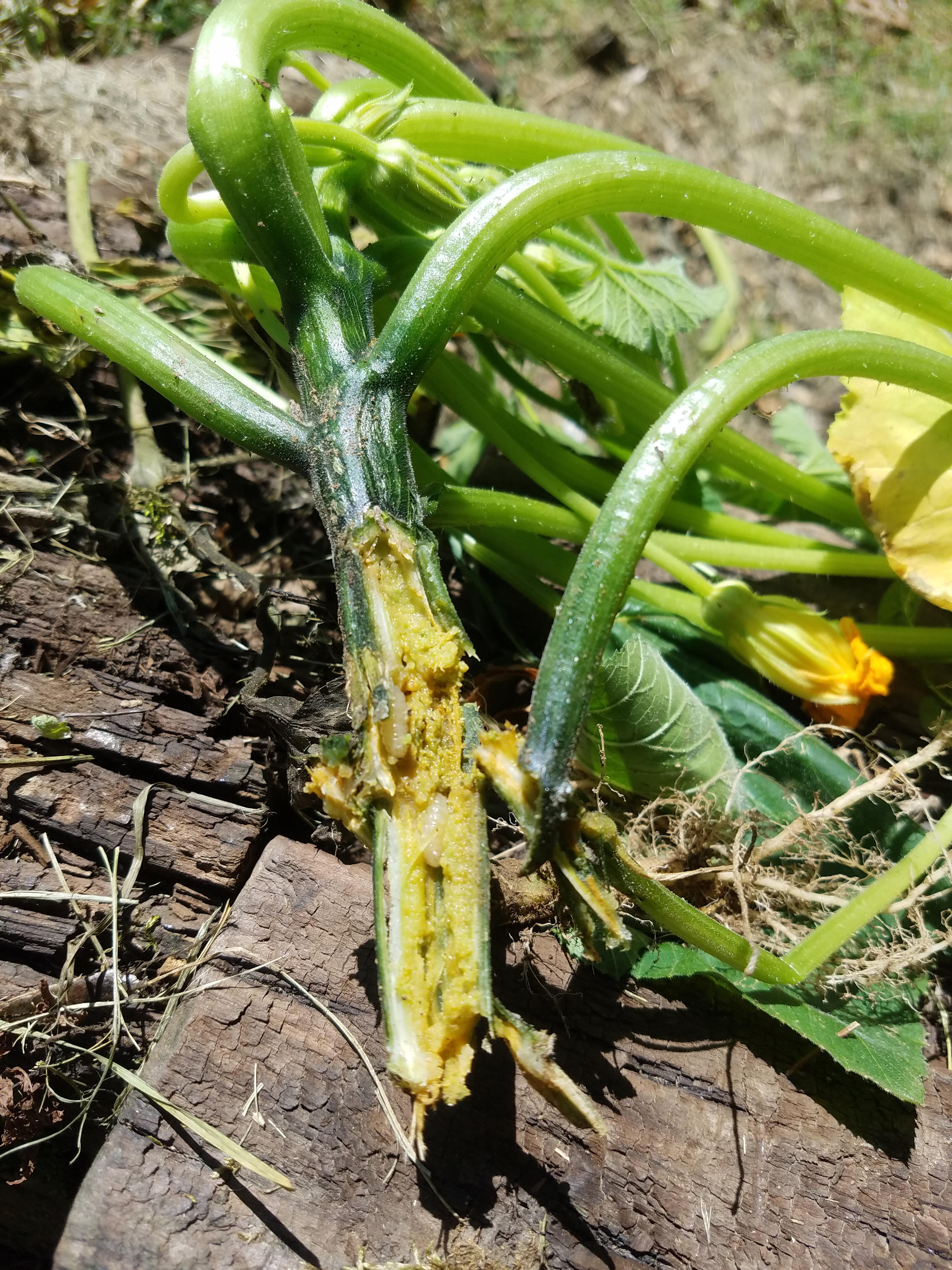 First Squash Vine Borer&hellip;basically RIP my 5 squash plants