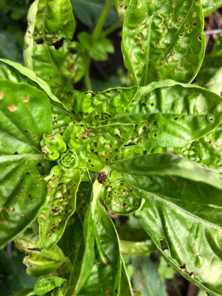 What’s up with my basil? It also has what looks like mold on the underside of many of the leaves.